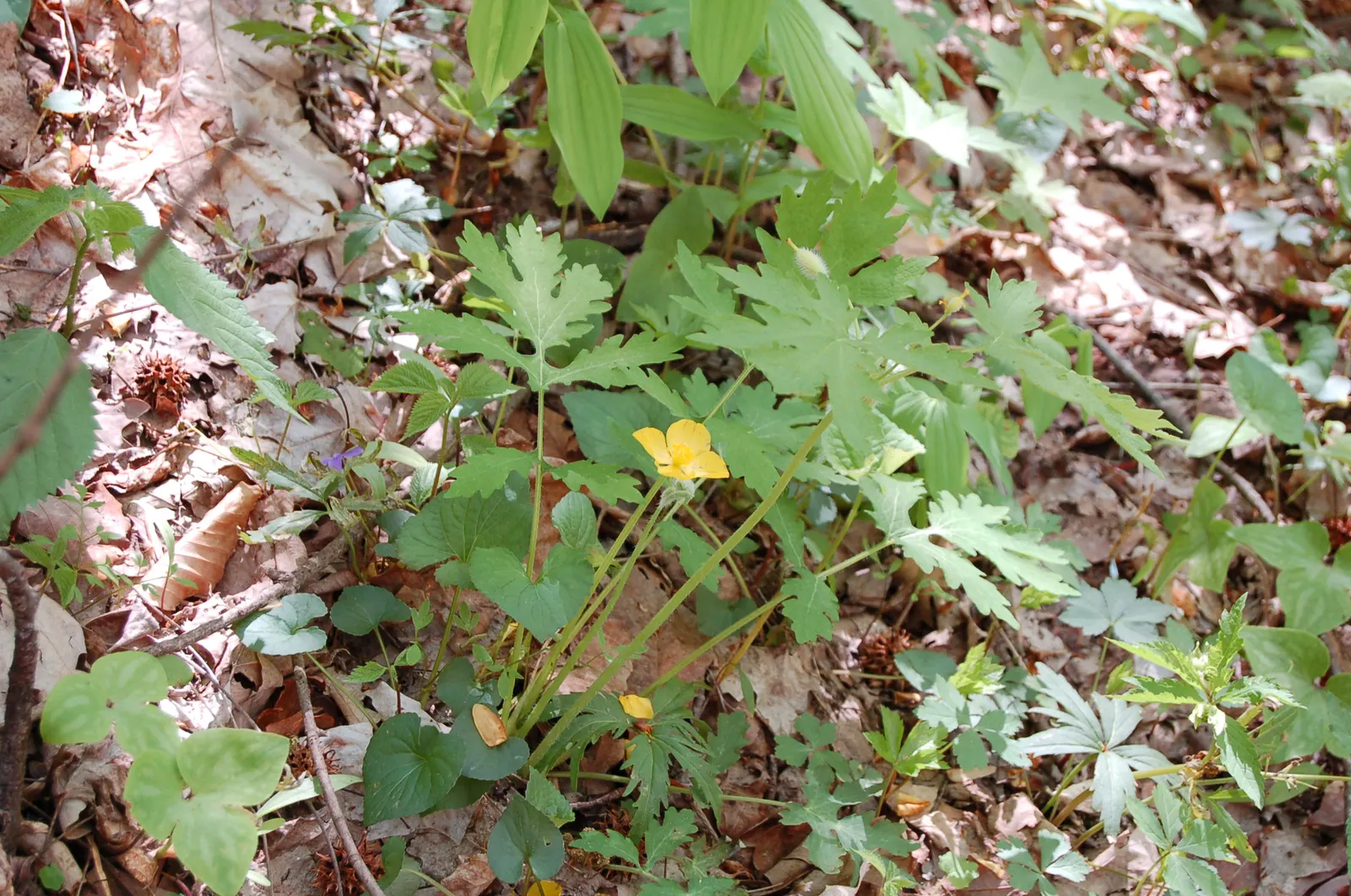 Celandine Poppy (Stylophorum Diphyllum) — The Celandine Poppy flourishes in moist; is a captivating perennial flower native to the woodlands of, image 71