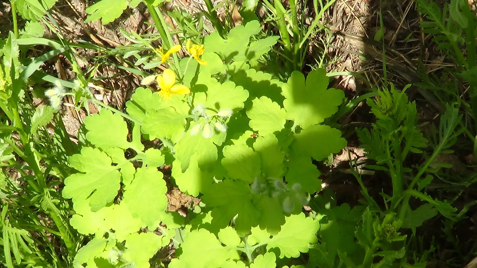 Celandine Poppy (Stylophorum Diphyllum) — blue-green leaves that grow up to 12 inches long