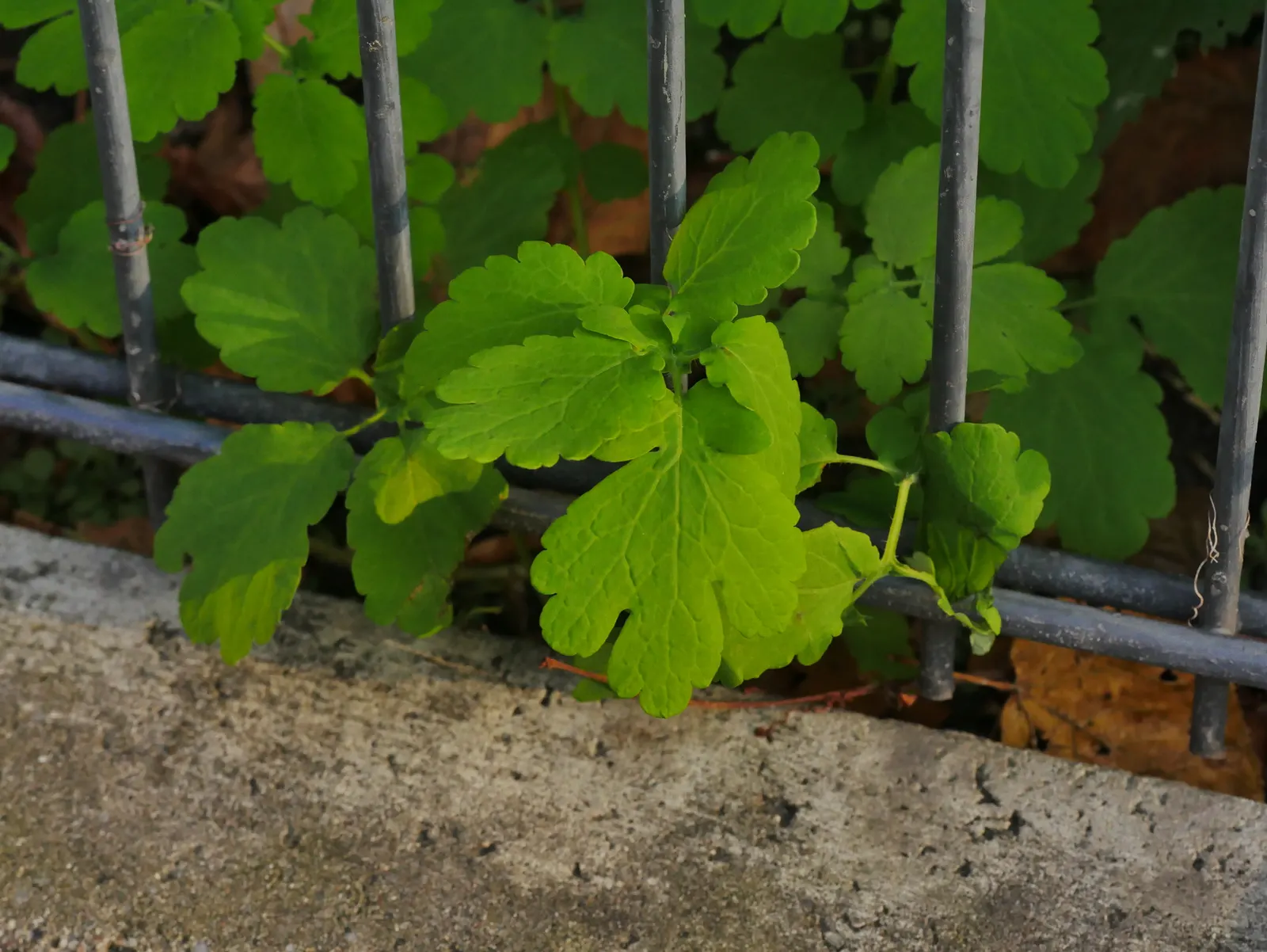 Celandine Poppy (Stylophorum Diphyllum) — The Celandine Poppy (Stylophorum diphyllum) is a vibrant woodland perennial, flourishing in moist, rich, image 55