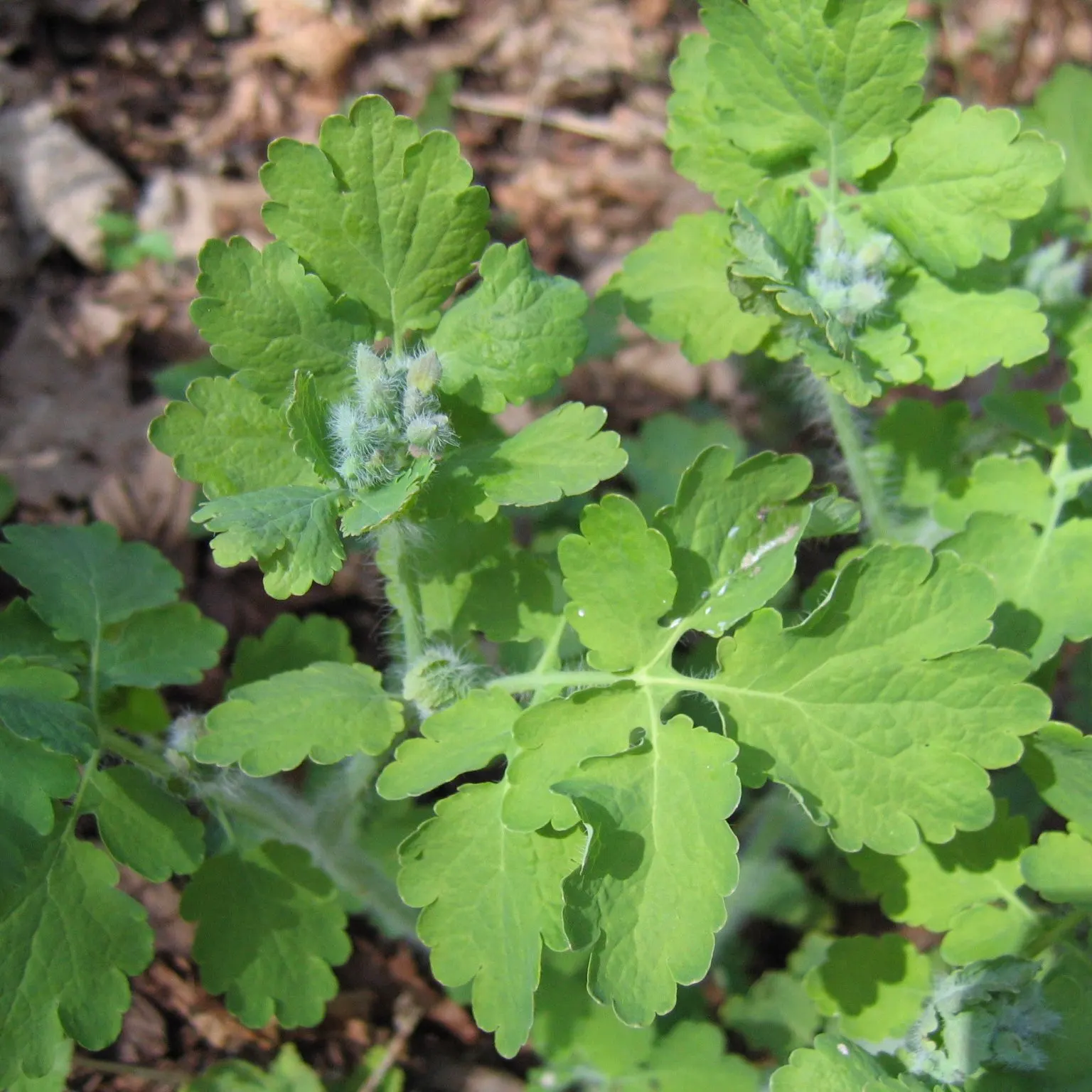 Celandine Poppy (Stylophorum Diphyllum) — measuring about 1.5 to 2.5 inches across; scientifically known as Stylophorum diphyllum, image 121