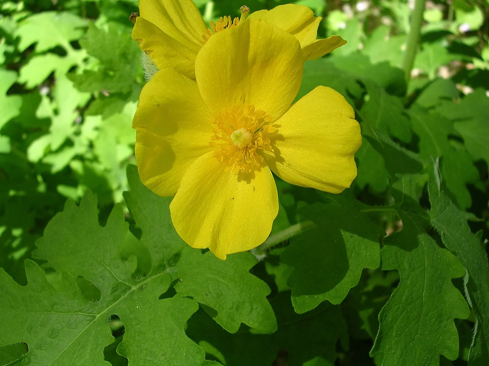 Celandine Poppy (Stylophorum Diphyllum) — each approximately 2 inches wide; yellow flowers in the garden, image 58