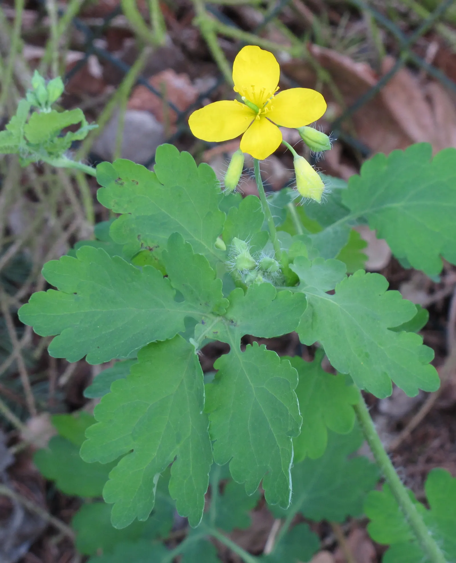 Celandine Poppy (Stylophorum Diphyllum) — The Celandine Poppy flourishes in moist; is a captivating perennial flower native to the woodlands of, image 98