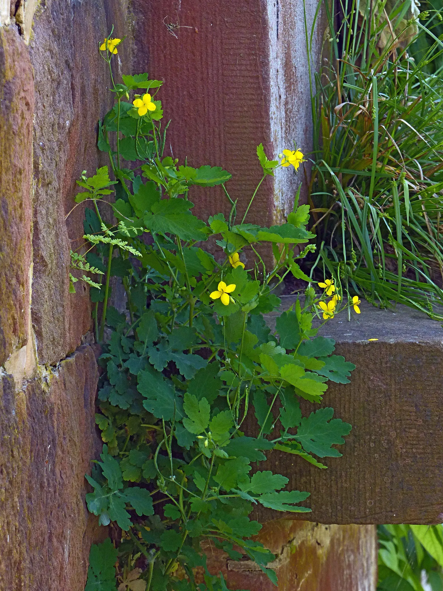 Celandine Poppy (Stylophorum Diphyllum) — offering a prolonged display of color.<br><br>Upon planting; providing a robust ground cover if left, image 96