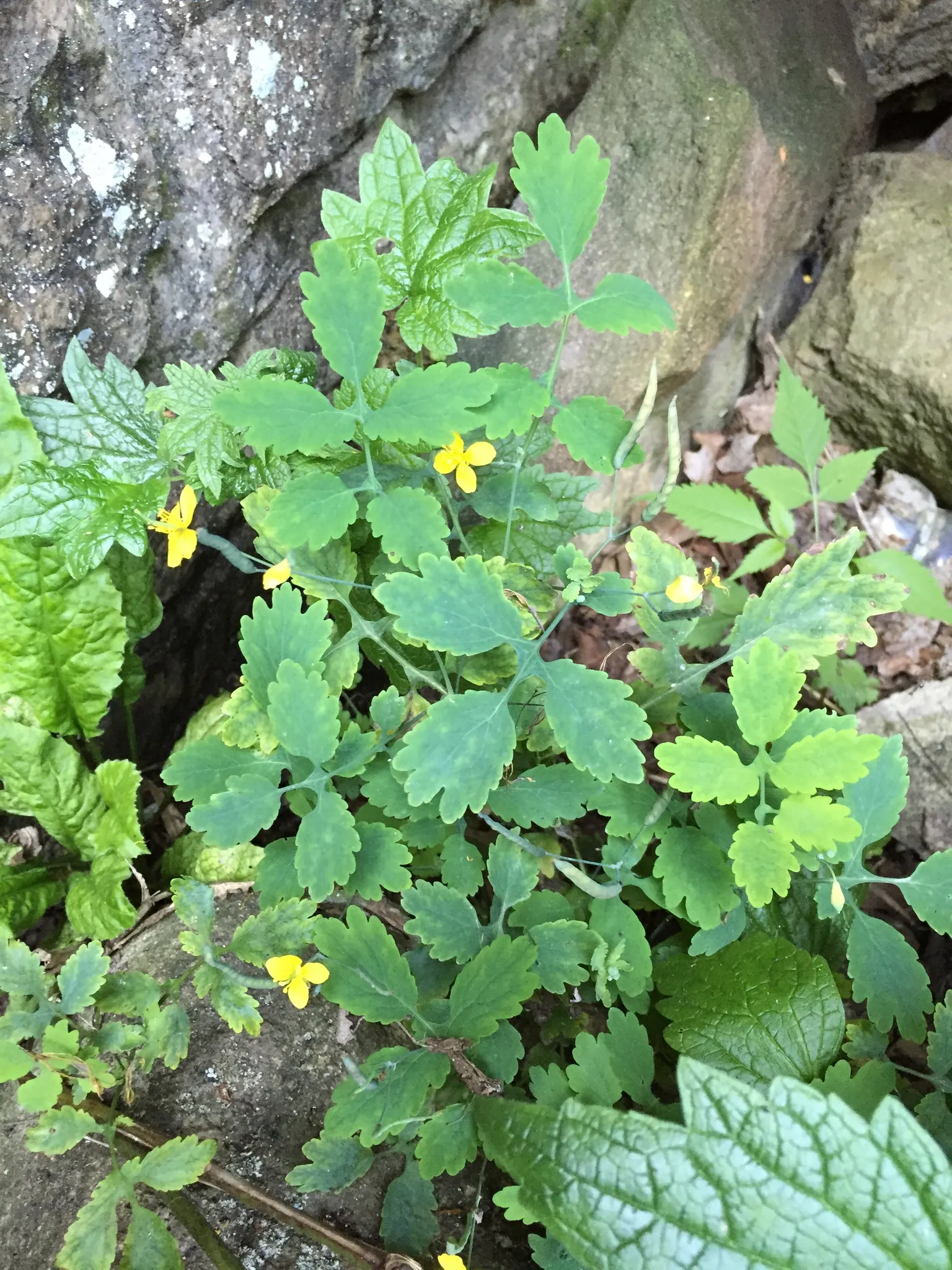 Celandine Poppy (Stylophorum Diphyllum) — or naturalized areas within the landscape; it showcases bright yellow blossoms, image 78