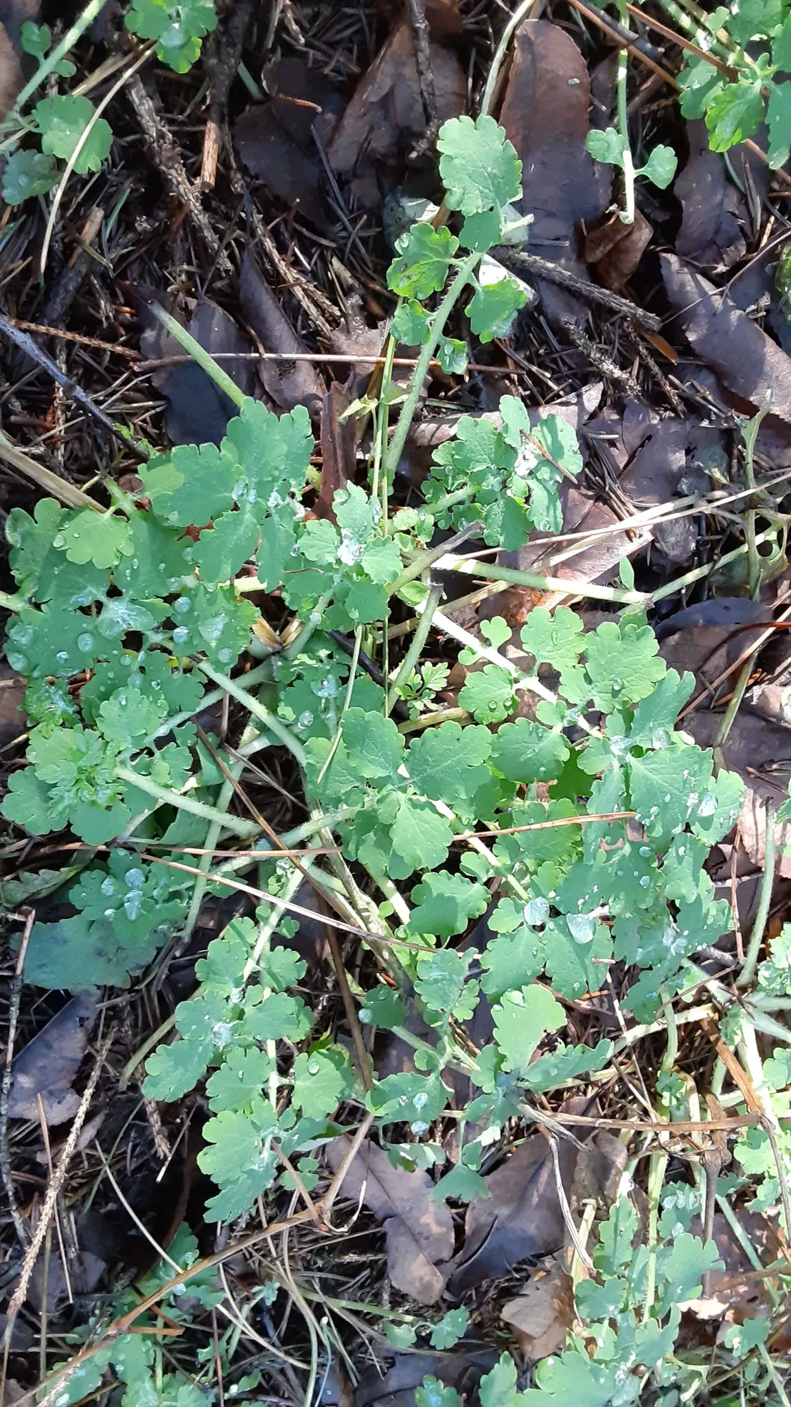 Celandine Poppy (Stylophorum Diphyllum) — which allows it to form naturalized colonies; reaching up to 18 inches in height