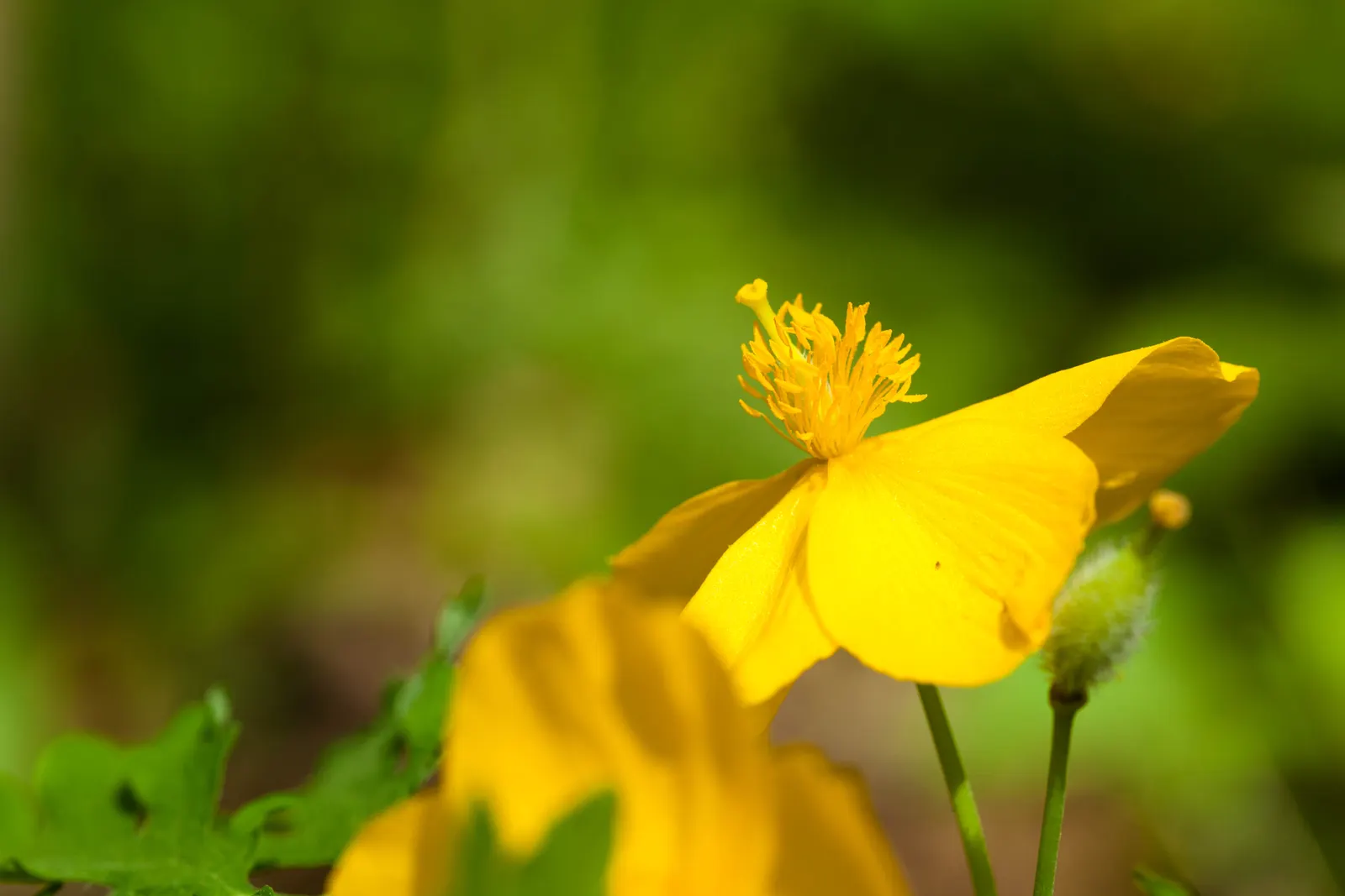 Celandine Poppy (Stylophorum Diphyllum) — perennial for full or half; or naturalized areas within the landscape, image 81