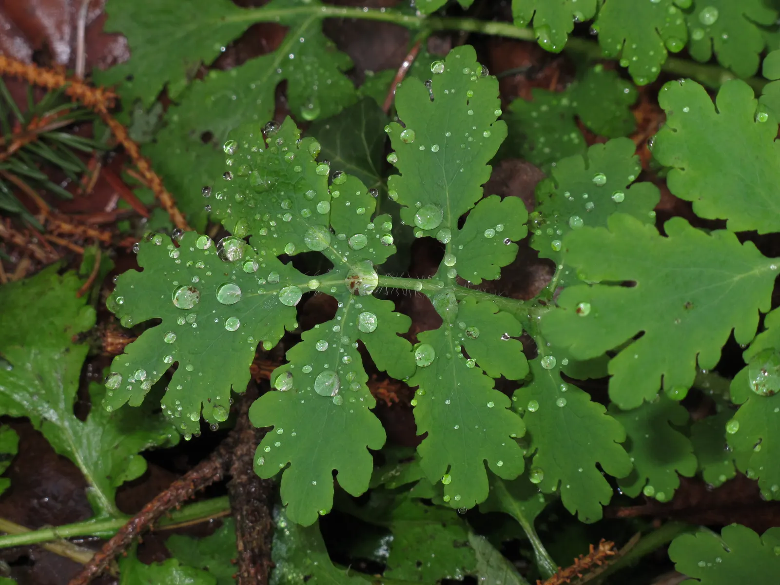 Celandine Poppy (Stylophorum Diphyllum) — Reaching up to 18 inches in height; known for its distinctive, image 110