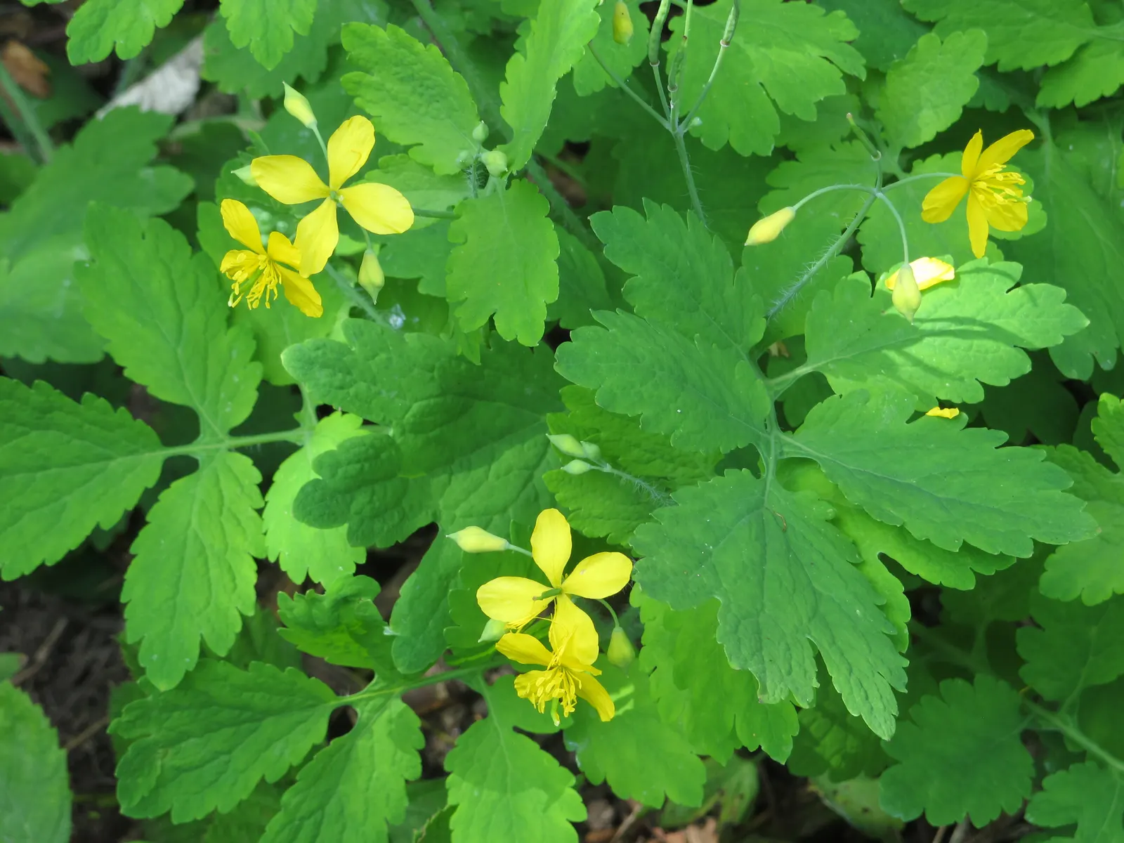 Celandine Poppy (Stylophorum Diphyllum) — or naturalized areas within the landscape; it showcases bright yellow blossoms, image 105