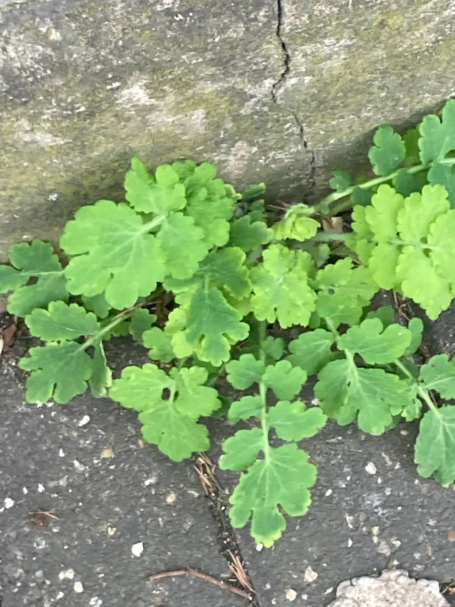 Celandine Poppy (Stylophorum Diphyllum) — This species thrives in U.S; ideal for naturalizing in Eastern U.S