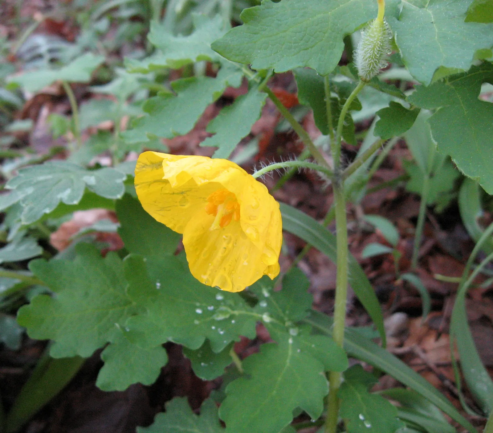 Celandine Poppy (Stylophorum Diphyllum) — The charming presence of the Celandine Poppy makes it an appealing addition to shade gardens, image 104