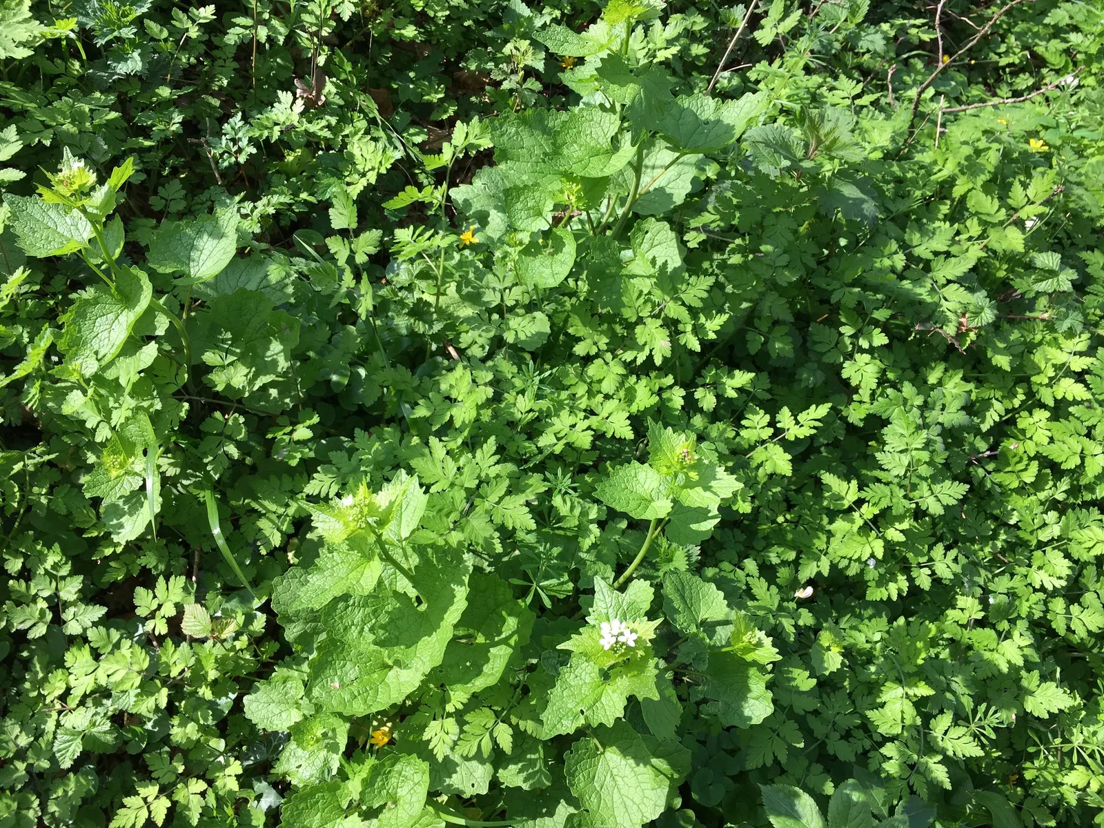Celandine Poppy (Stylophorum Diphyllum) — is a captivating perennial flower native to the woodlands of Eastern North America; perennial with yellow, image 116