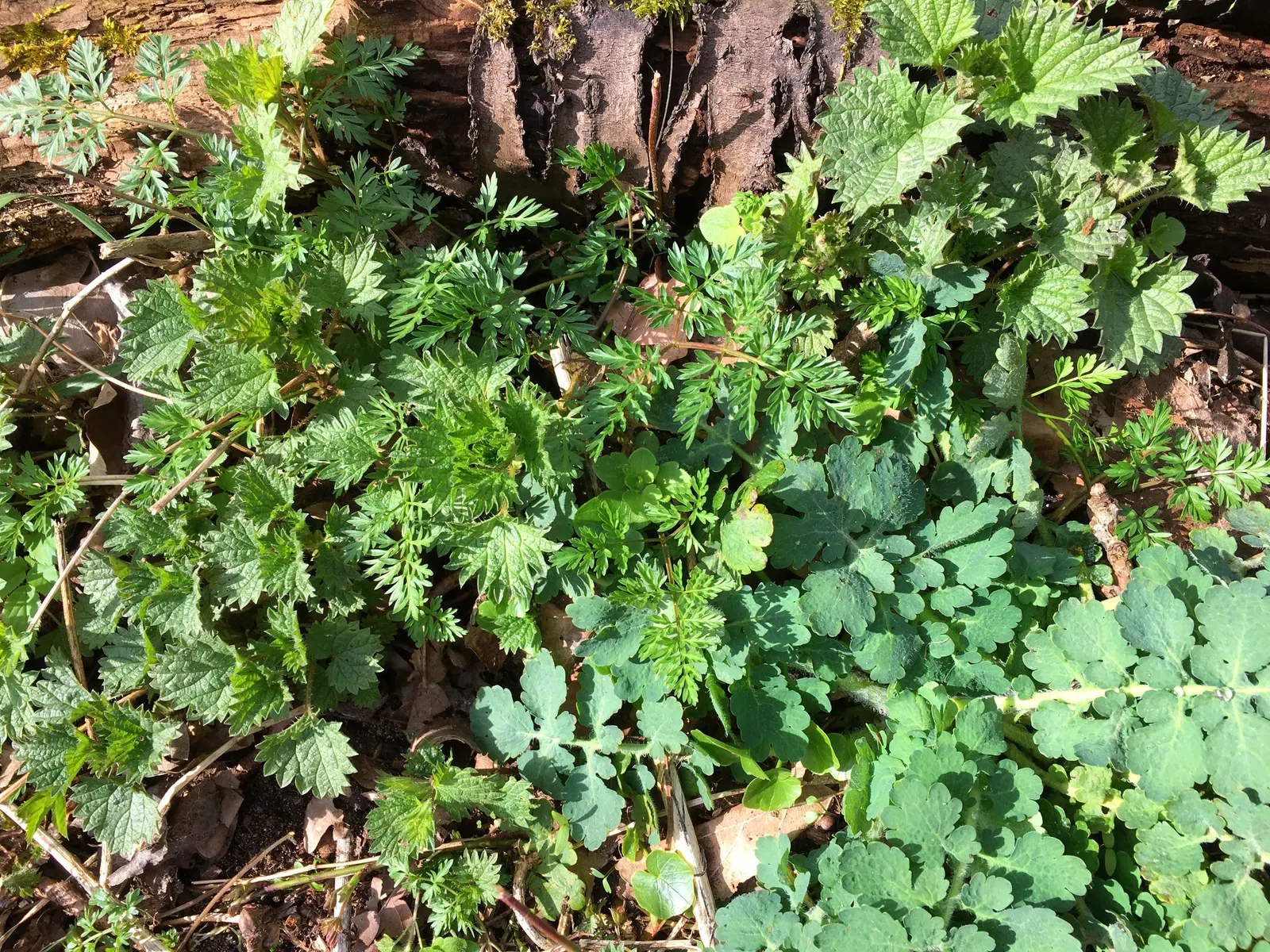 Celandine Poppy (Stylophorum Diphyllum) — perennial for full or half