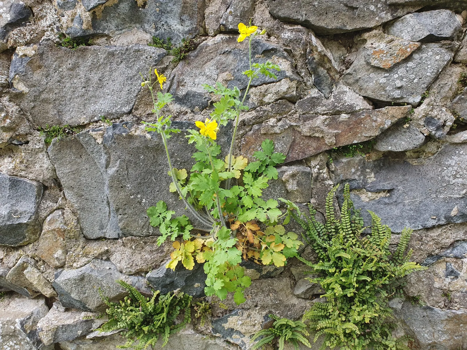 Celandine Poppy (Stylophorum Diphyllum) — is a captivating perennial flower native to the woodlands of Eastern North America