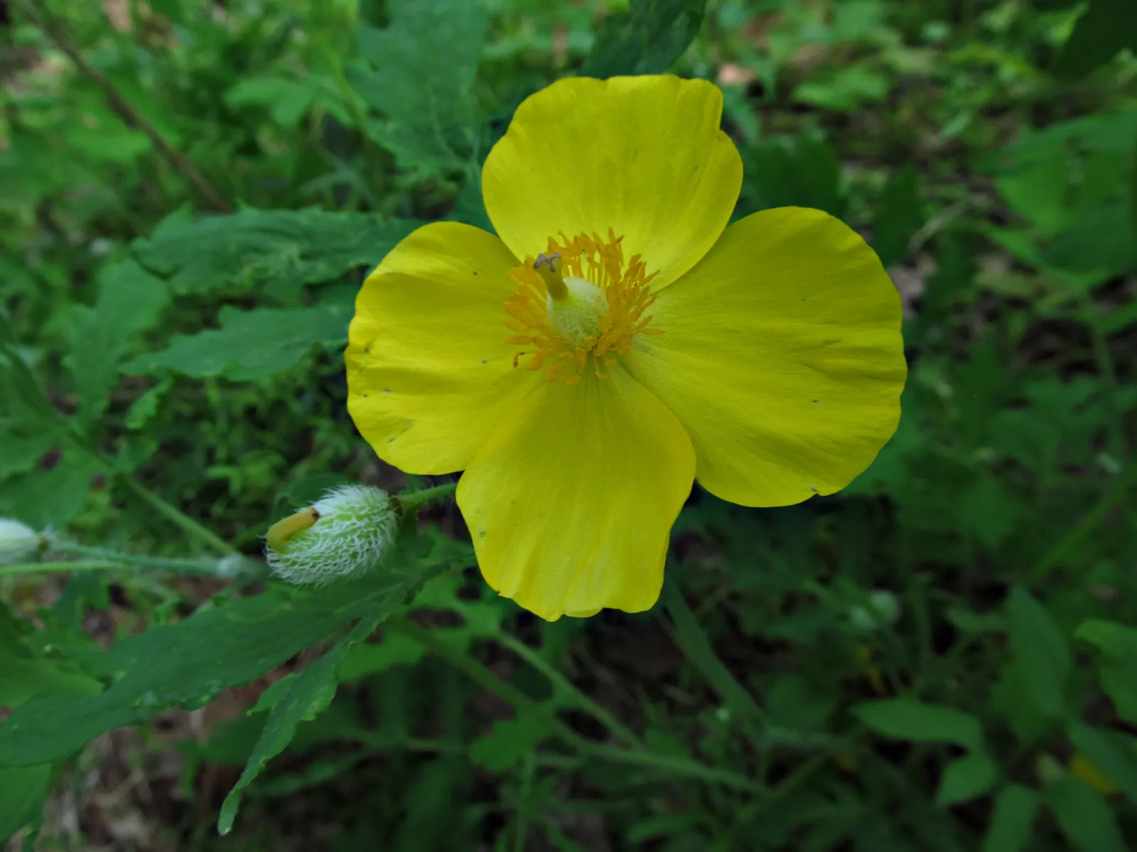 Celandine Poppy (Stylophorum Diphyllum) — it showcases bright yellow blossoms; well-draining soil with a slightly acidic to neutral pH and requires, image 84