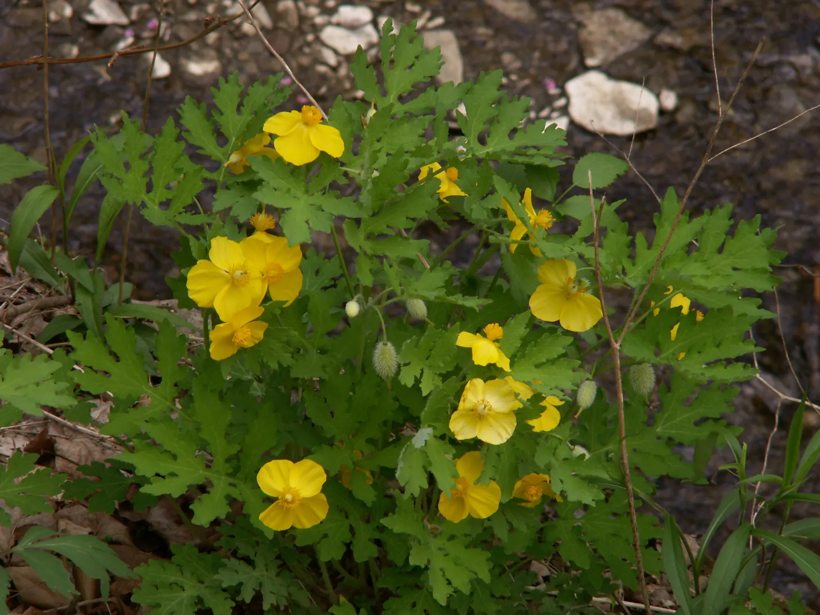 Celandine Poppy (Stylophorum Diphyllum) — This species thrives in U.S; ideal for naturalizing in Eastern U.S, image 90