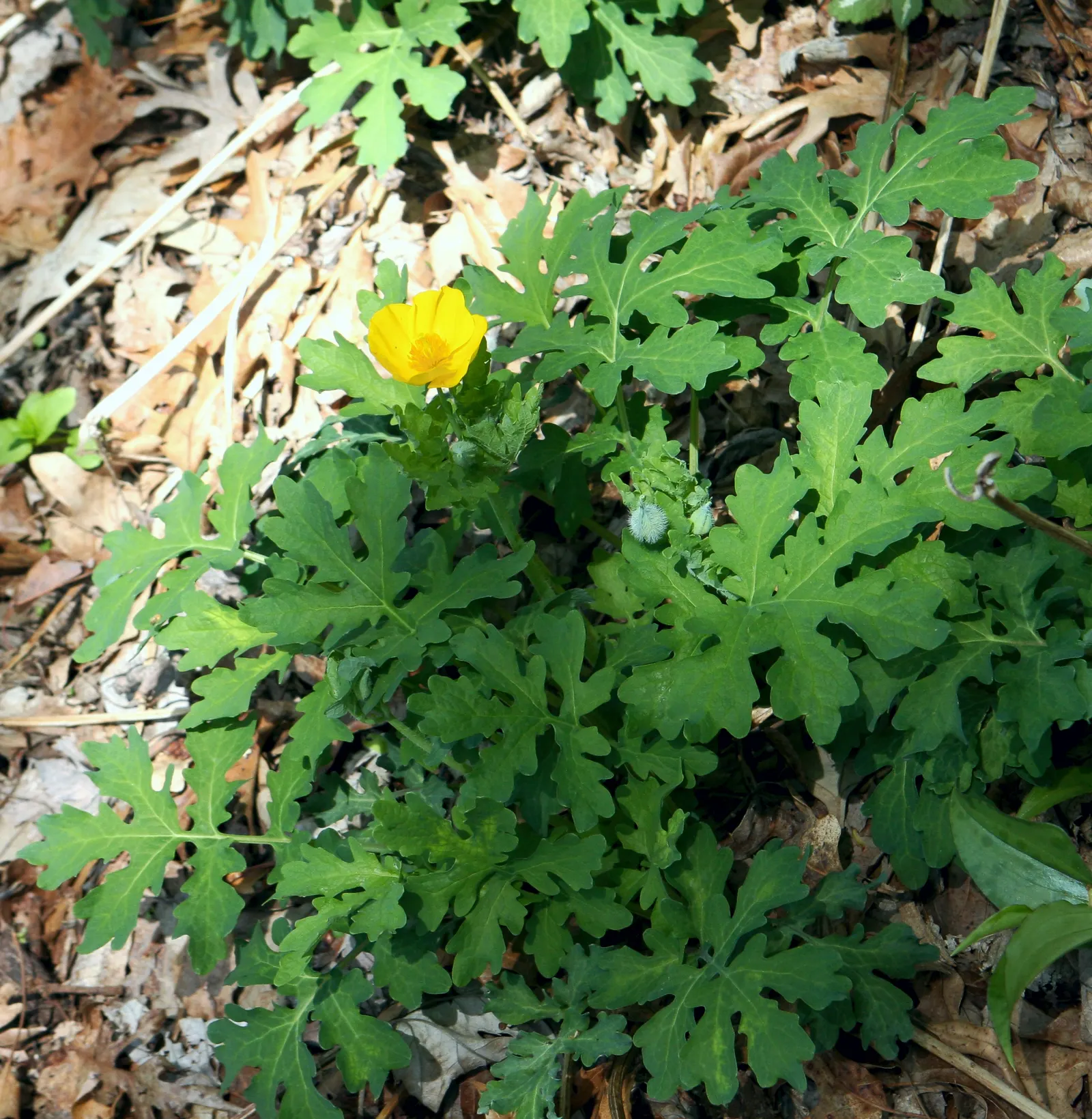 Celandine Poppy (Stylophorum Diphyllum) — well-draining soil with a slightly acidic to neutral pH and requires minimal maintenance once, image 72