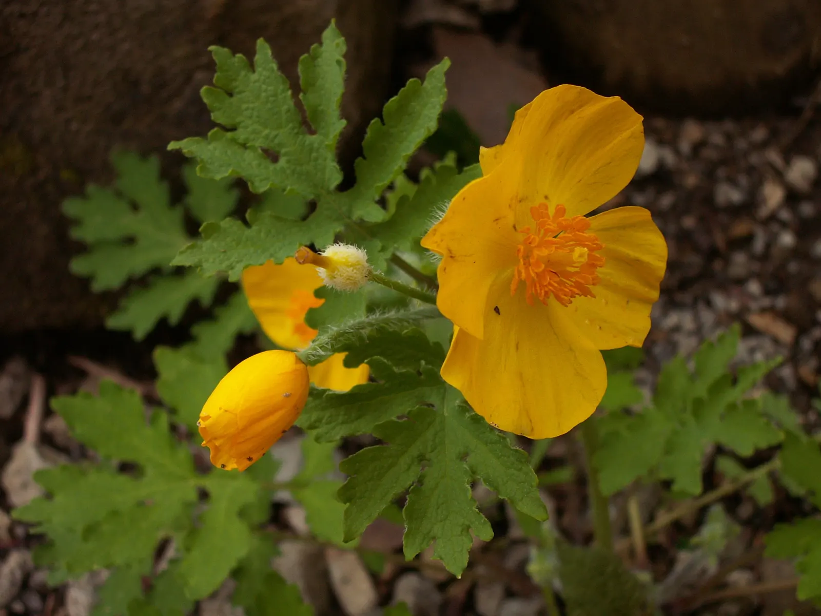 Celandine Poppy (Stylophorum Diphyllum) — which allows it to form naturalized colonies; reaching up to 18 inches in height, image 101