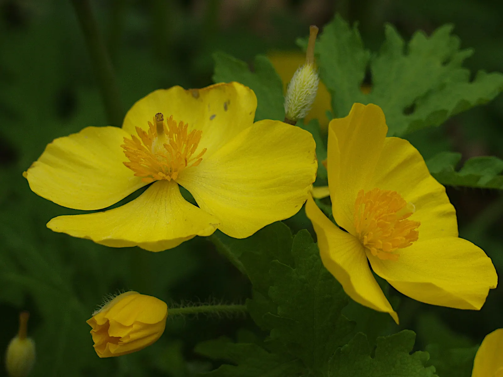 Celandine Poppy (Stylophorum Diphyllum) — For a planned garden, seedlings can be easily transplanted to control spread; it should be spaced, image 76