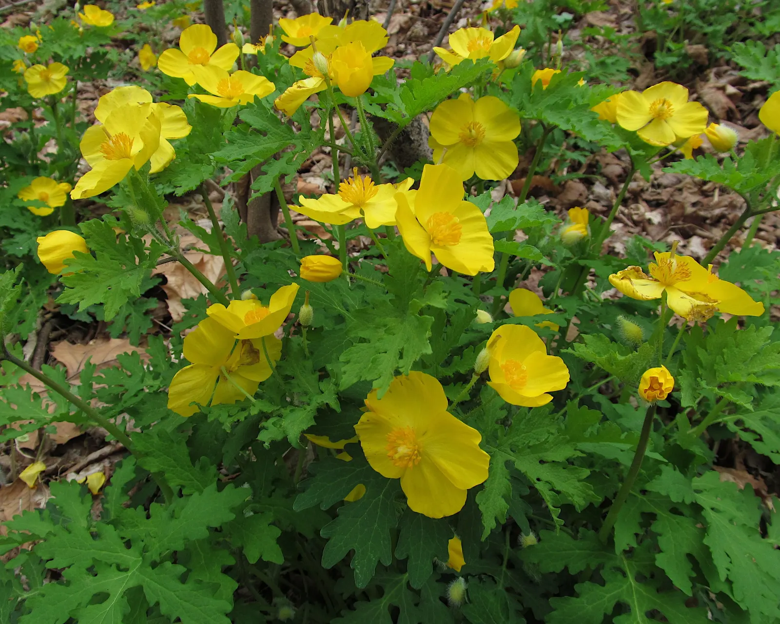 Celandine Poppy (Stylophorum Diphyllum) — yellow flowers in the garden; department of Agriculture plant hardiness zones 4 to 9, favoring the dappled light of a