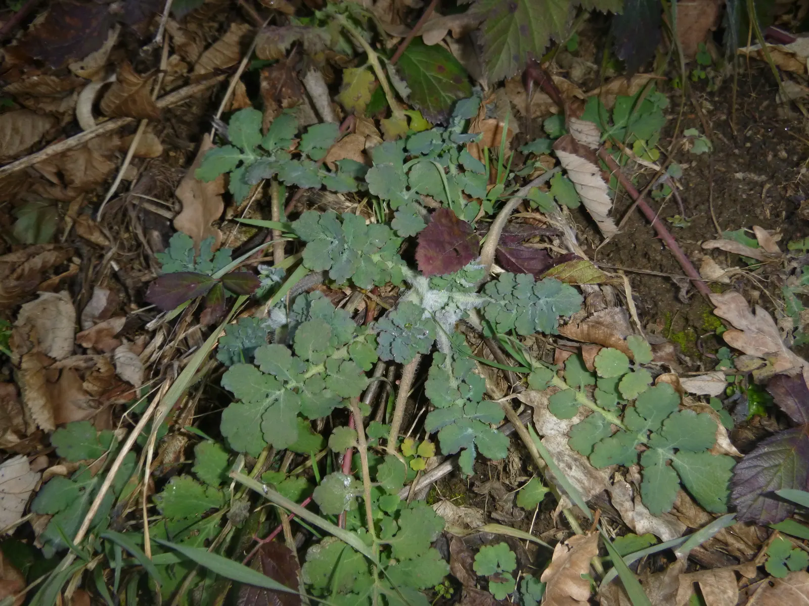 Celandine Poppy (Stylophorum Diphyllum) — Department of Agriculture plant hardiness zones 4 to 9, favoring the dappled light of a woodland setting, image 118