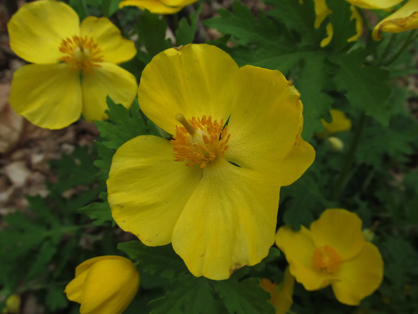 Celandine Poppy (Stylophorum Diphyllum) — well-draining soil with a slightly acidic to neutral pH and requires minimal maintenance once, image 99