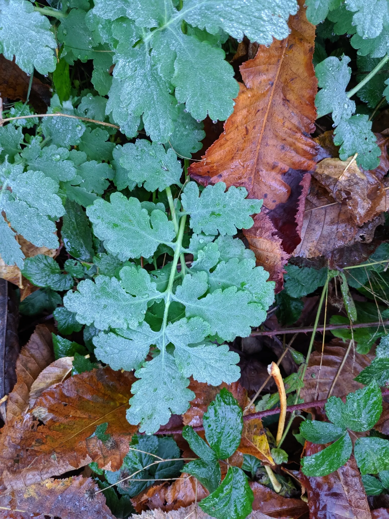 Celandine Poppy (Stylophorum Diphyllum) — each approximately 2 inches wide; yellow flowers in the garden, image 85