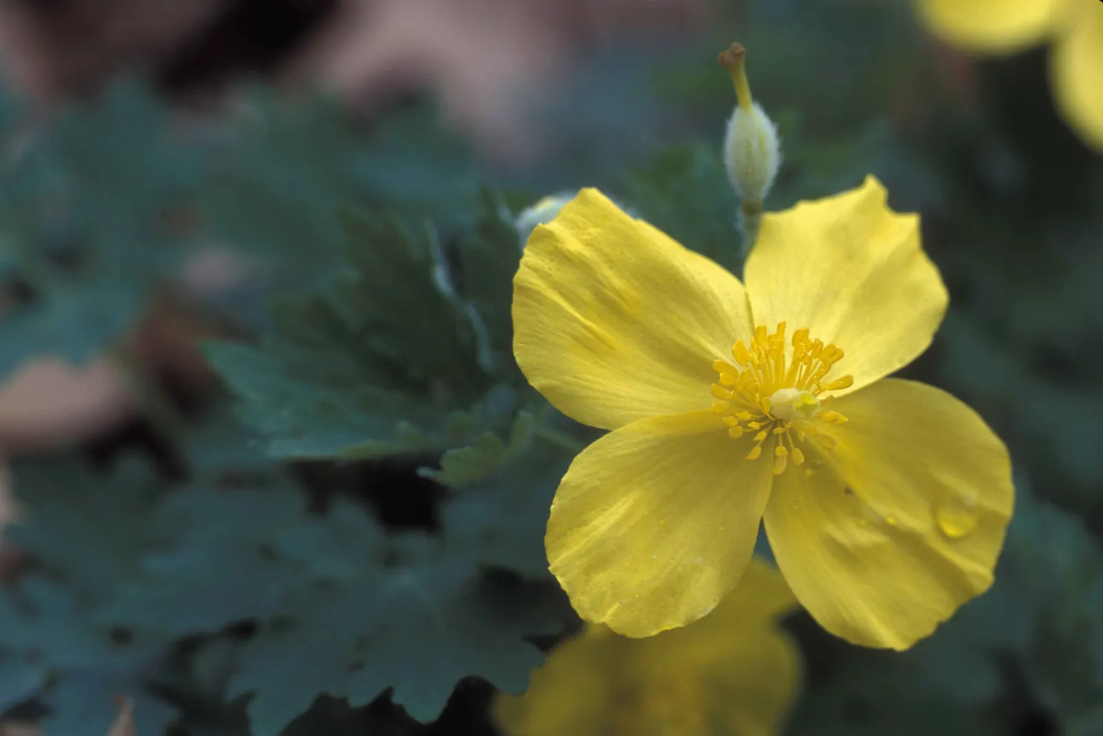 Celandine Poppy (Stylophorum Diphyllum) — The charming presence of the Celandine Poppy makes it an appealing addition to shade gardens, image 50