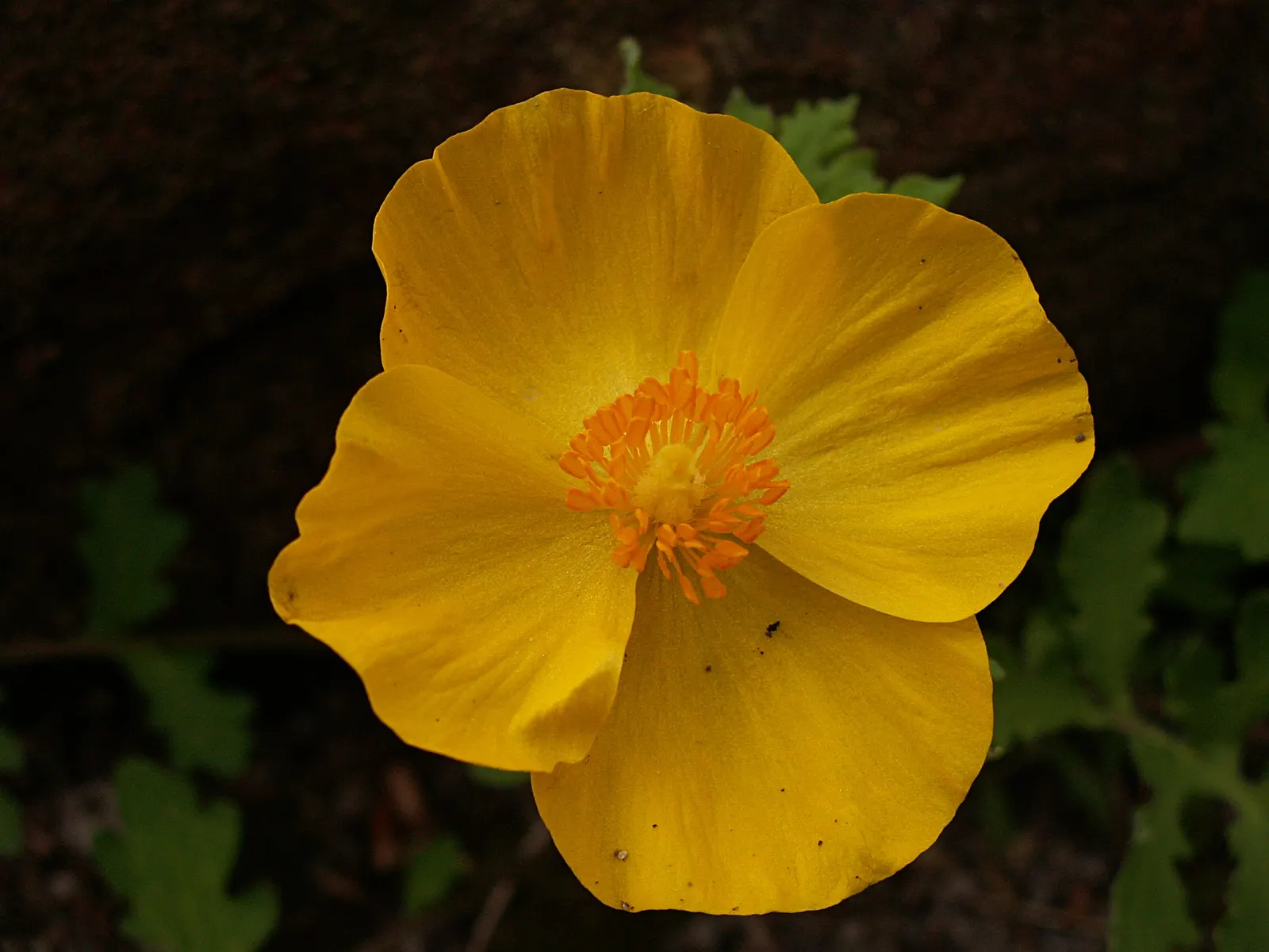Celandine Poppy (Stylophorum Diphyllum) — The Celandine Poppy (Stylophorum diphyllum) is a vibrant woodland perennial, flourishing in moist, rich, image 109