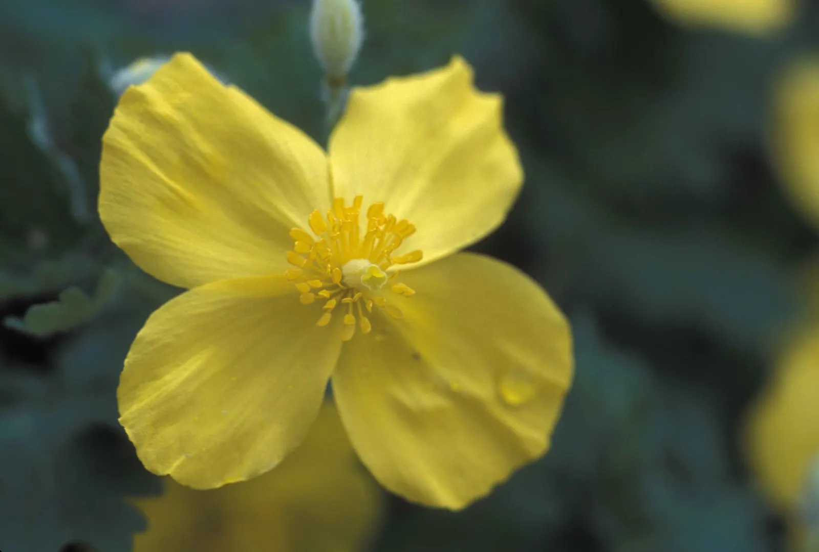 Celandine Poppy (Stylophorum Diphyllum) — it should be spaced approximately 15 to 18 inches apart to ensure adequate room for growth; the Celandine Poppy