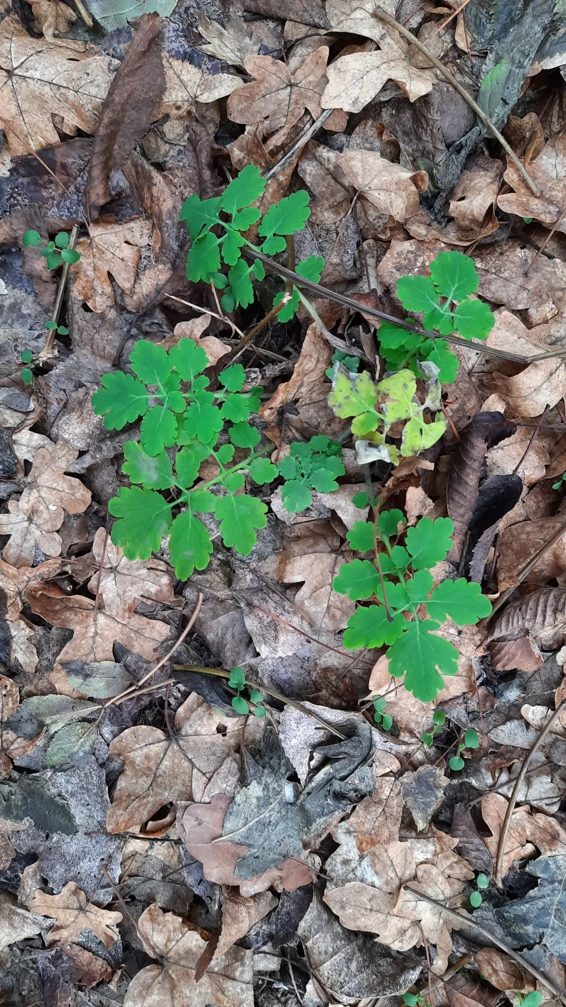 Celandine Poppy (Stylophorum Diphyllum) — making it a delightful choice for both casual and committed gardeners