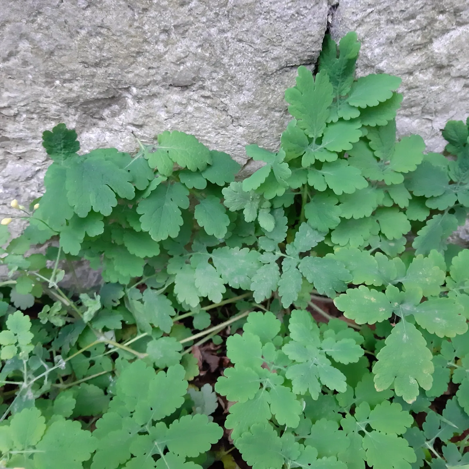 Celandine Poppy (Stylophorum Diphyllum) — it showcases bright yellow blossoms; well-draining soil with a slightly acidic to neutral pH and requires minimal