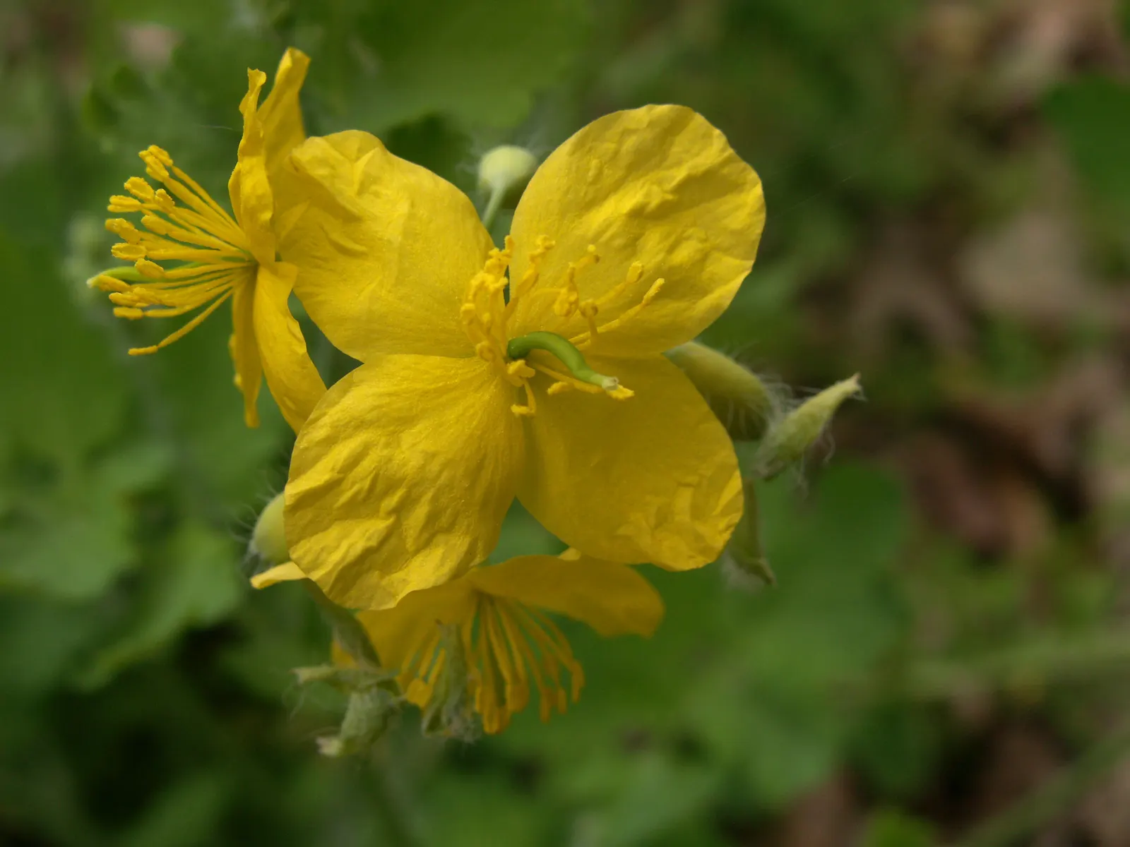Celandine Poppy (Stylophorum Diphyllum) — blue-green leaves that grow up to 12 inches long; perennial for full or half, image 120