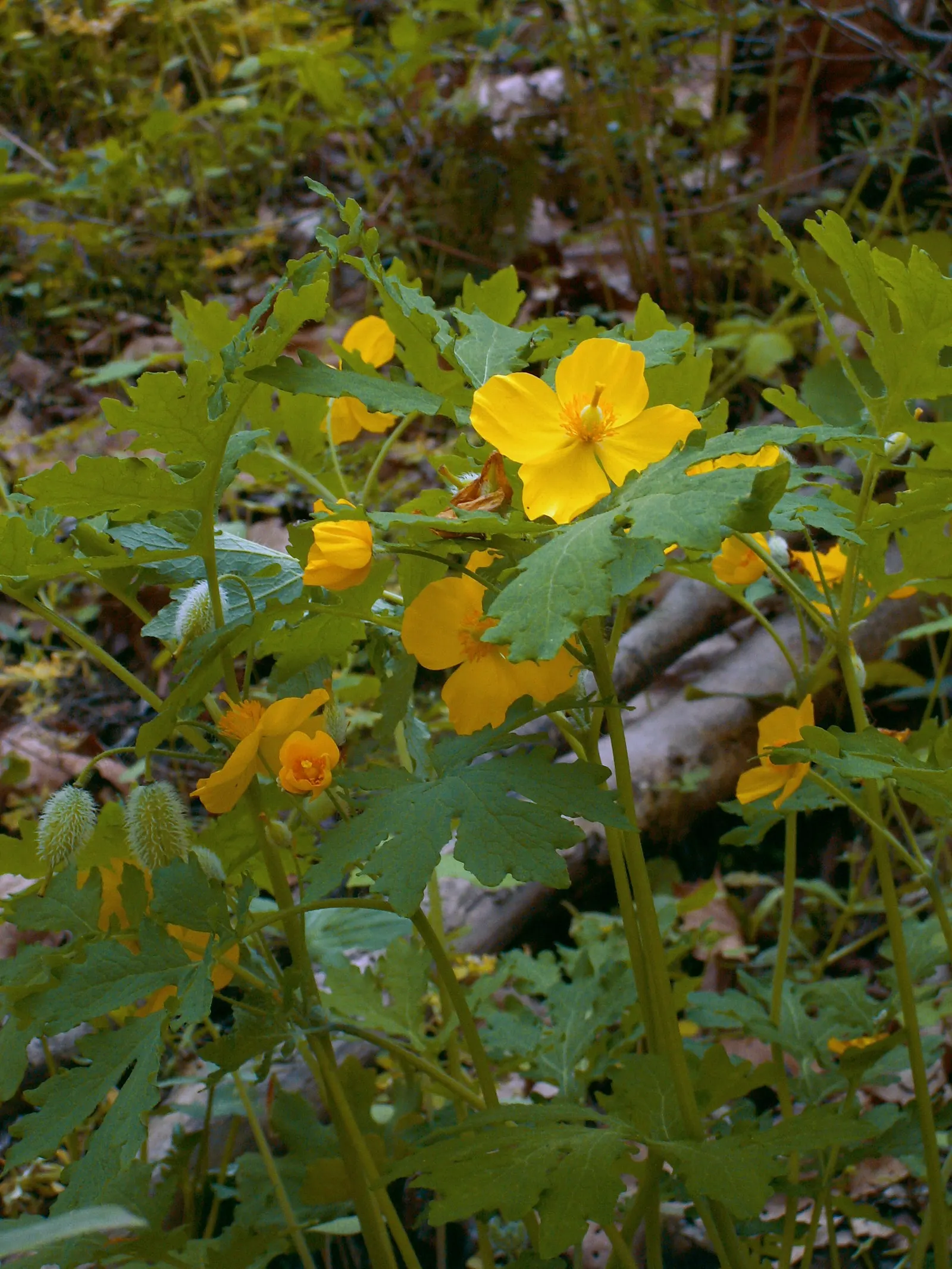 Celandine Poppy (Stylophorum Diphyllum) — For a planned garden, seedlings can be easily transplanted to control spread; it should be spaced approximately 15 to