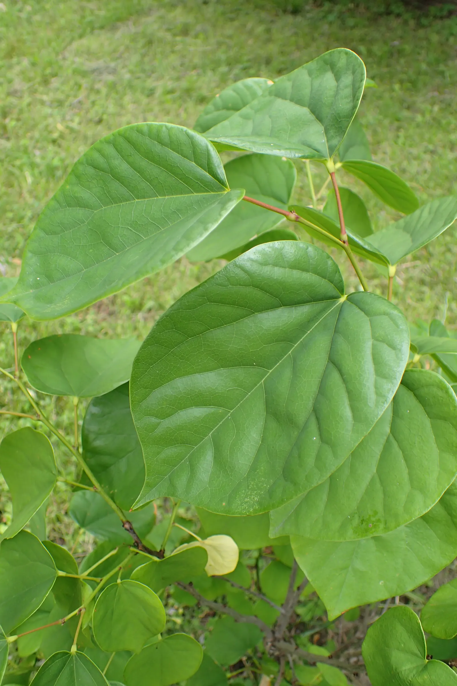 Avondale Redbud (Cercis Chinensis 'Avondale') — acclaimed for its exceptional spring blooms and its compact