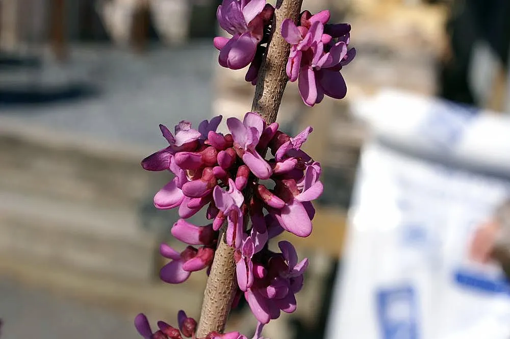 Avondale Redbud (Cercis Chinensis 'Avondale') — It thrives in USDA zones 6-9
