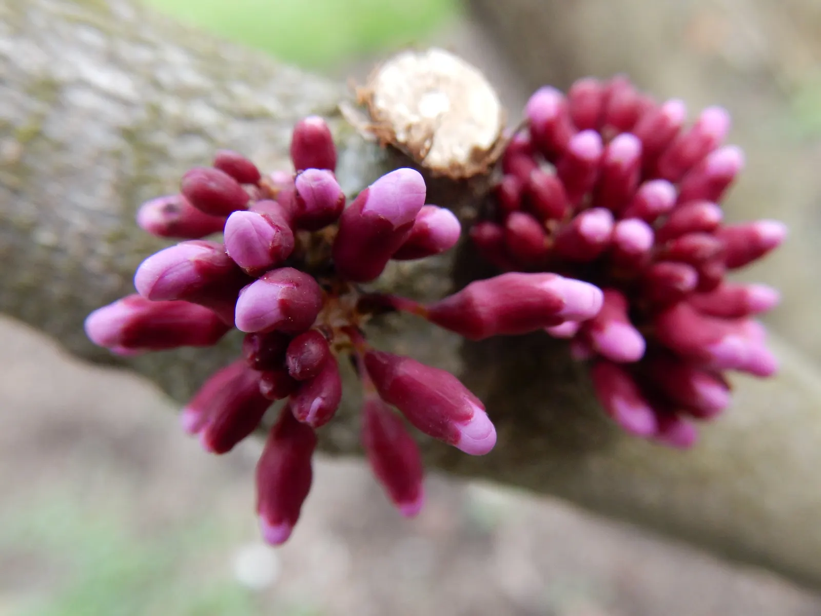 Avondale Redbud (Cercis Chinensis 'Avondale') — preferring well-drained soil and full sun to partial shade‚Äîideal for small yards or as a featured specimen