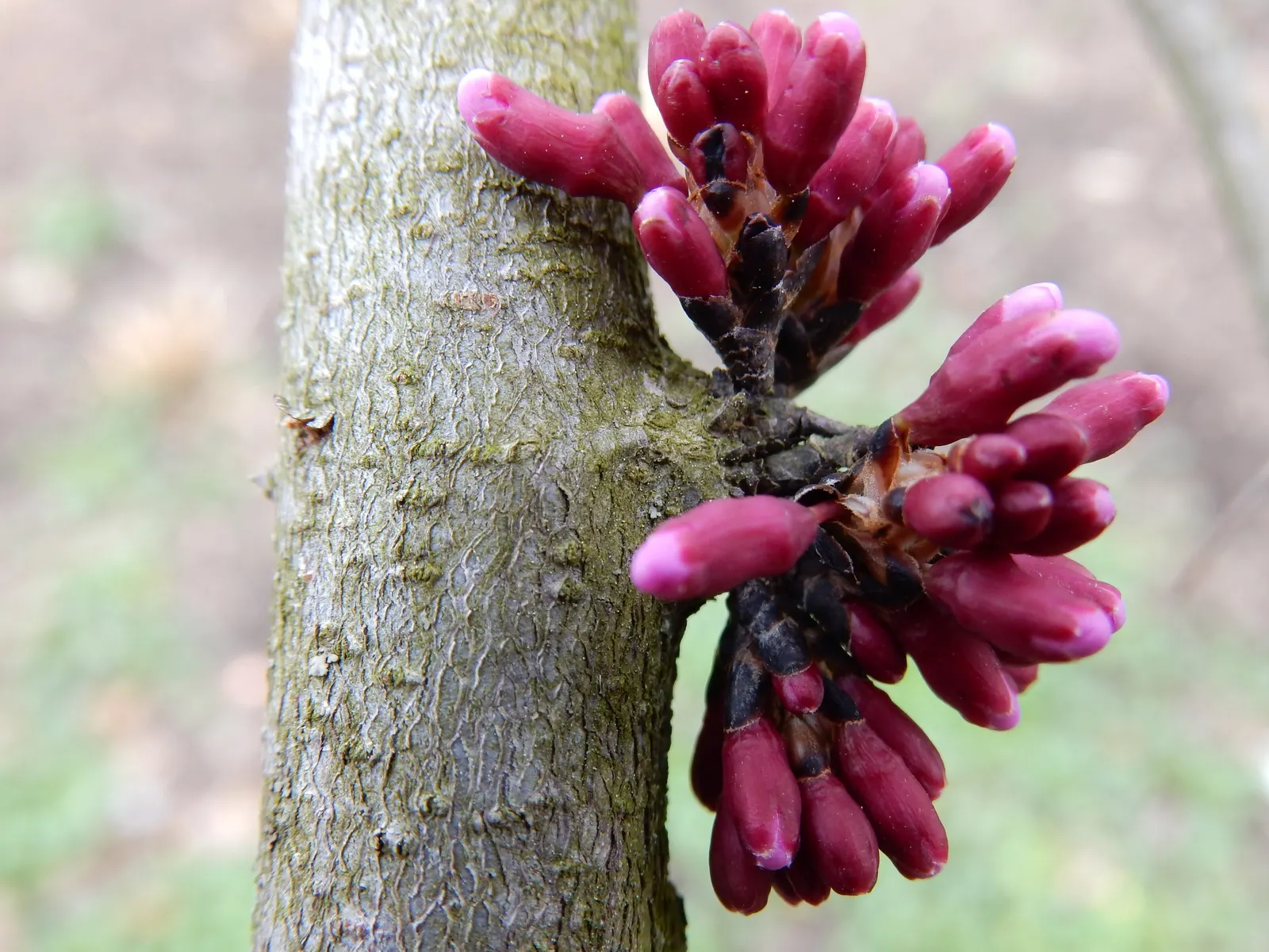 Avondale Redbud (Cercis Chinensis 'Avondale') — The Avondale Redbud (Cercis chinensis 'Avondale') is a much-treasured ornamental tree