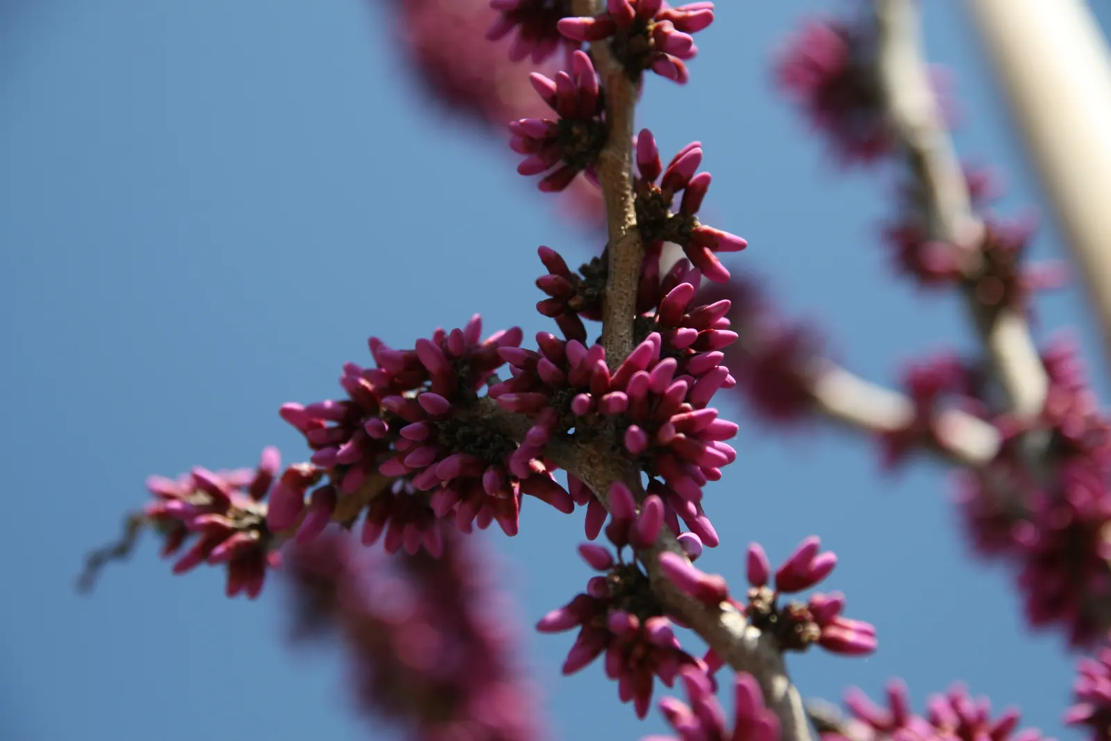 Avondale Redbud (Cercis Chinensis 'Avondale') — this redbud variety has heart-shaped leaves transitioning to green as seasons progress