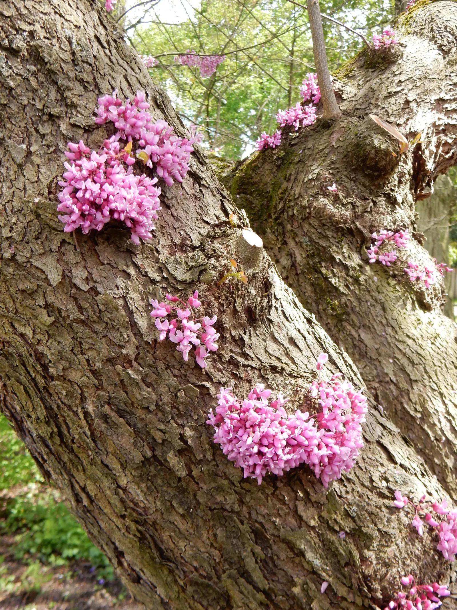 Avondale Redbud (Cercis Chinensis 'Avondale') — Famed for its dense clusters of deep magenta blossoms that enliven springtime