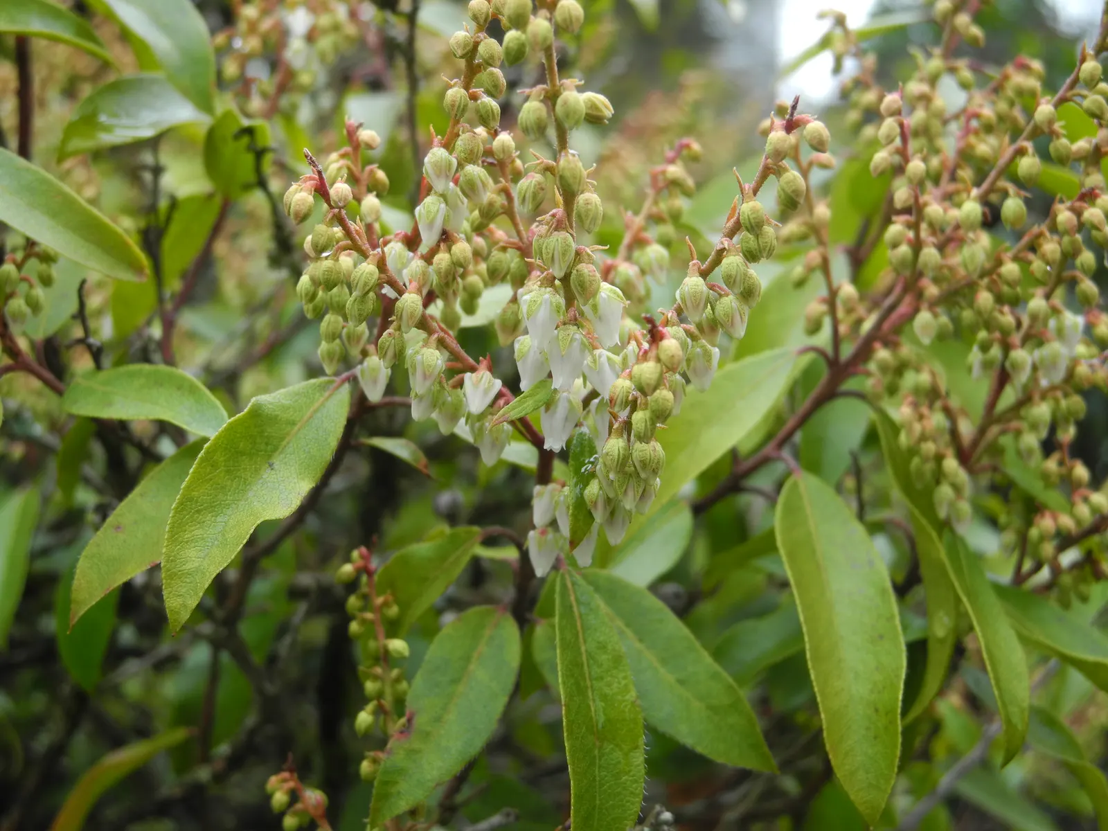 Lily Of The Valley Bush (Pieris Floribunda) — this native beauty thrives in USDA hardiness zones 4 to 7 and prefers partial shade