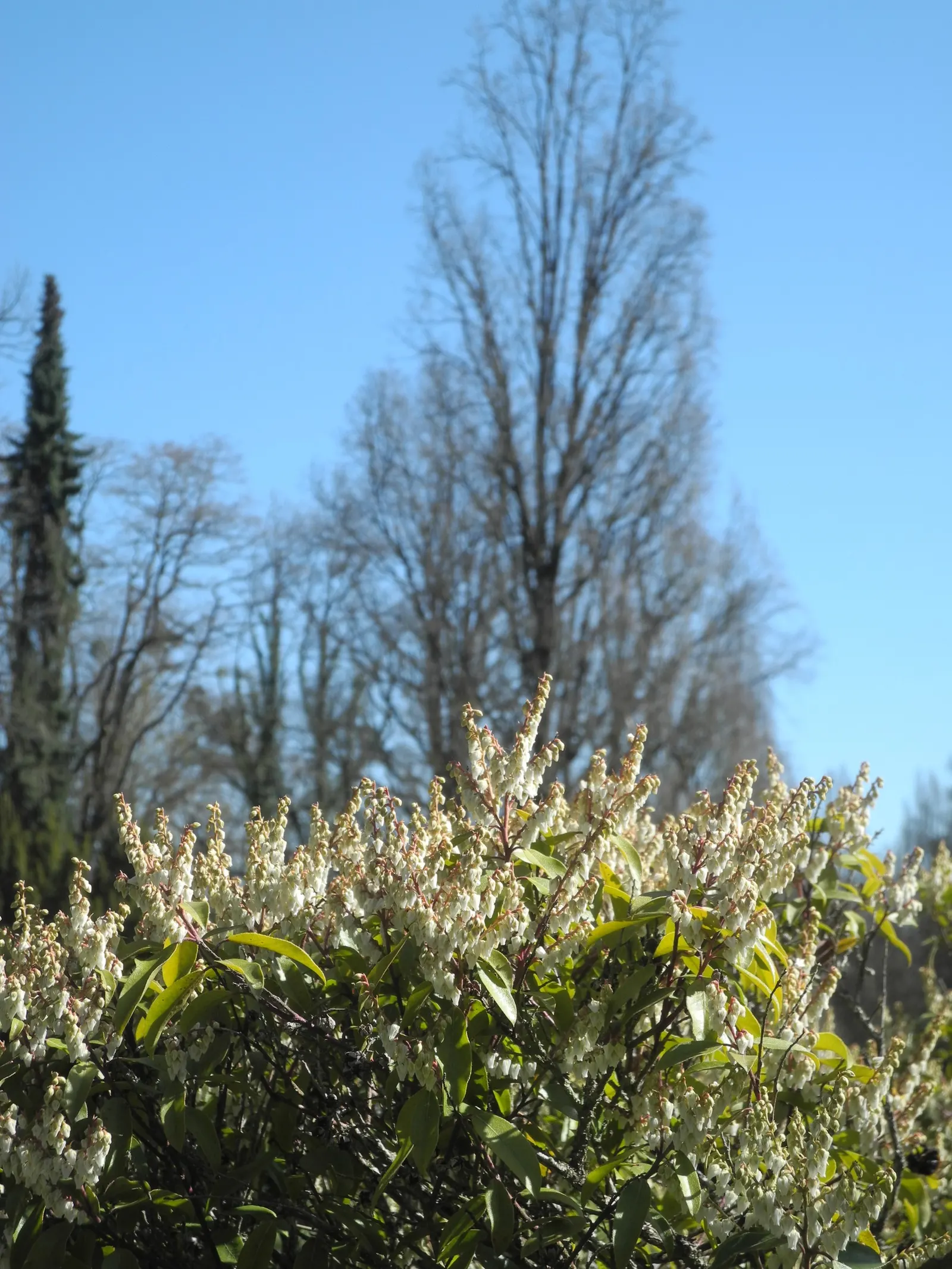 Lily Of The Valley Bush (Pieris Floribunda) — Originating from the southeastern United States
