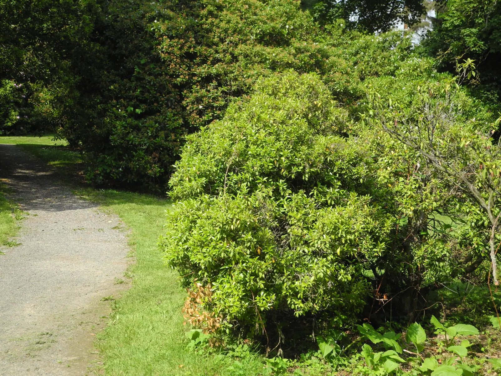 Lily Of The Valley Bush (Pieris Floribunda) — It is well-suited to foundation plantings