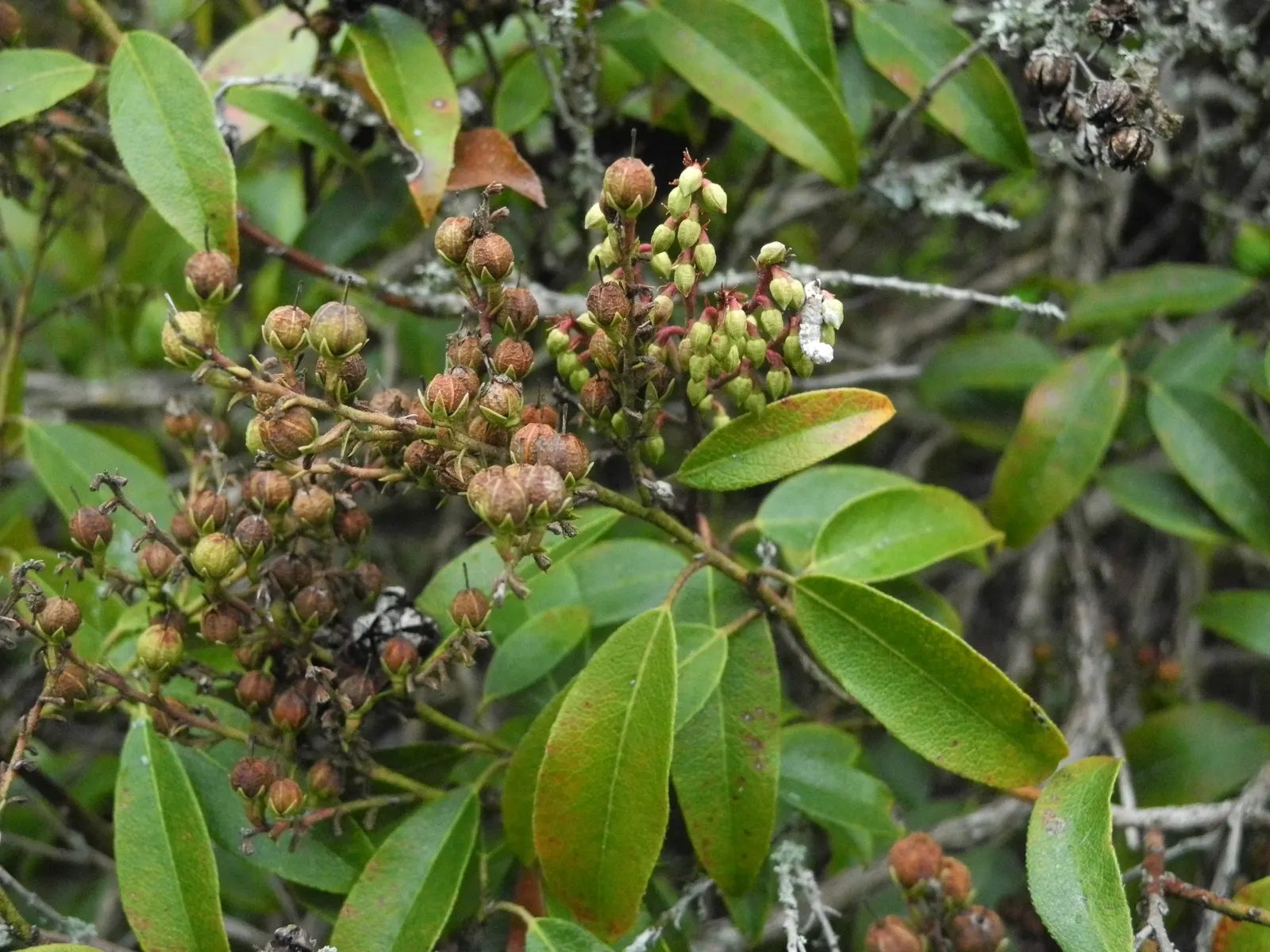 Lily Of The Valley Bush (Pieris Floribunda) — elegant chains of bell-shaped