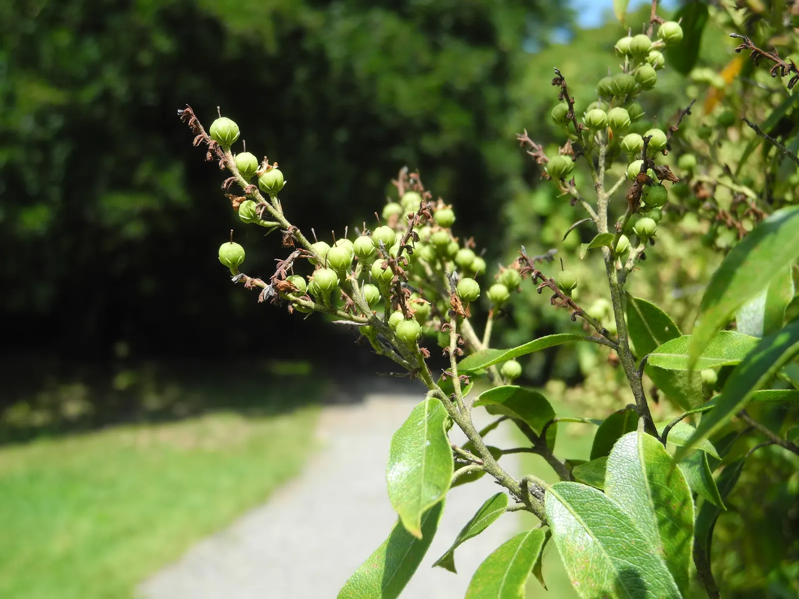 Lily Of The Valley Bush (Pieris Floribunda) — white flowers cascade from its stems