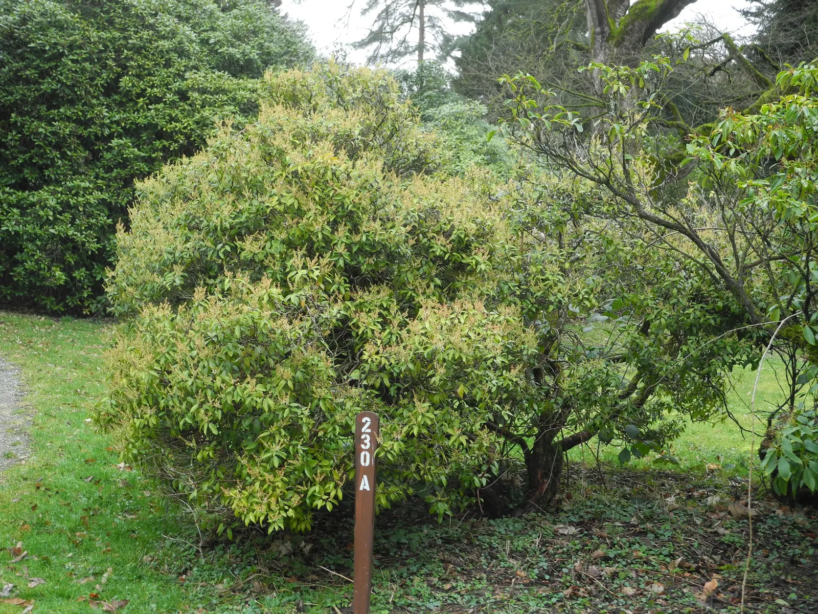 Lily Of The Valley Bush (Pieris Floribunda) — resembling lily-of-the-valley blossoms
