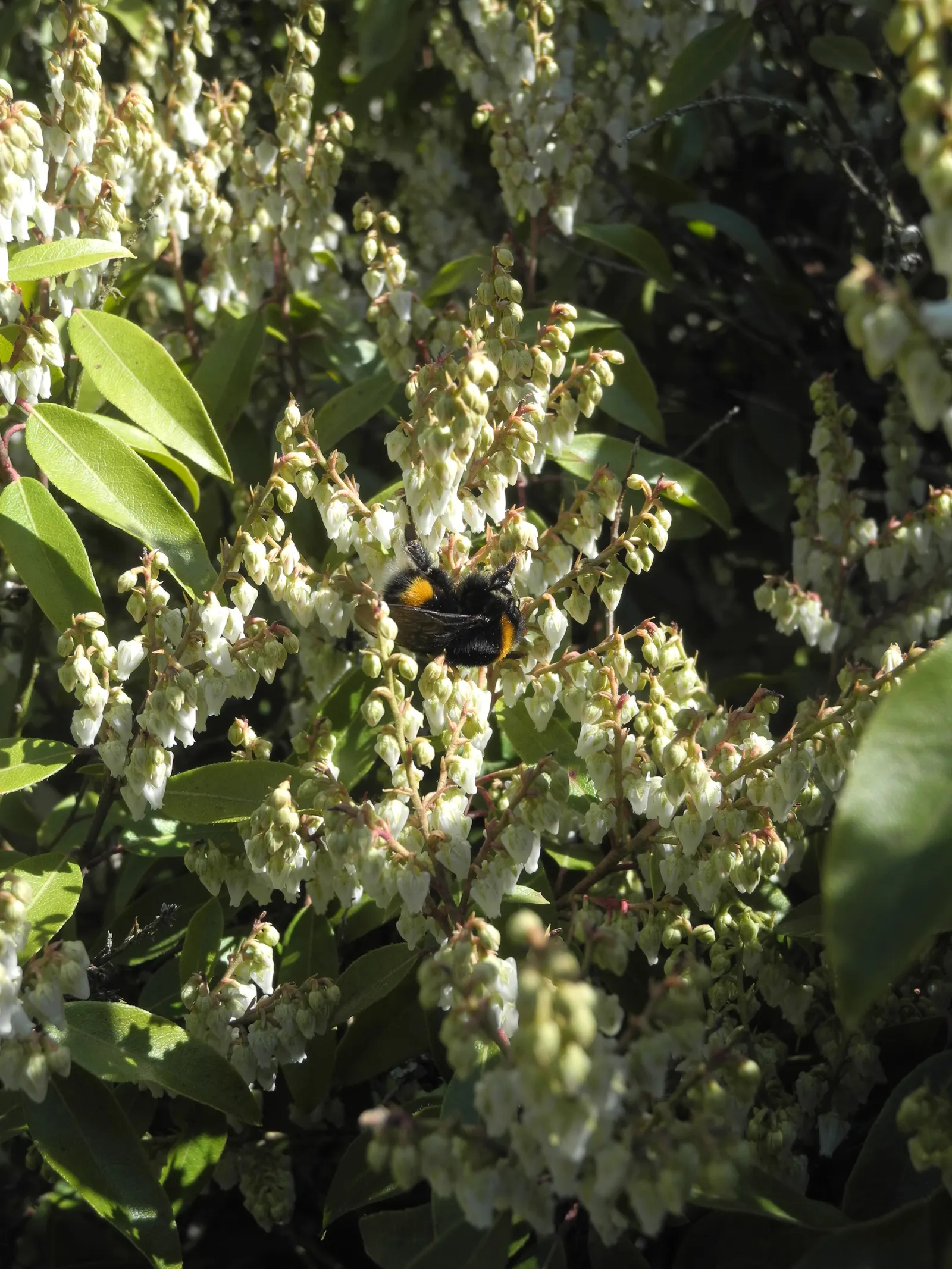 Lily Of The Valley Bush (Pieris Floribunda) — and woodland settings where its glossy