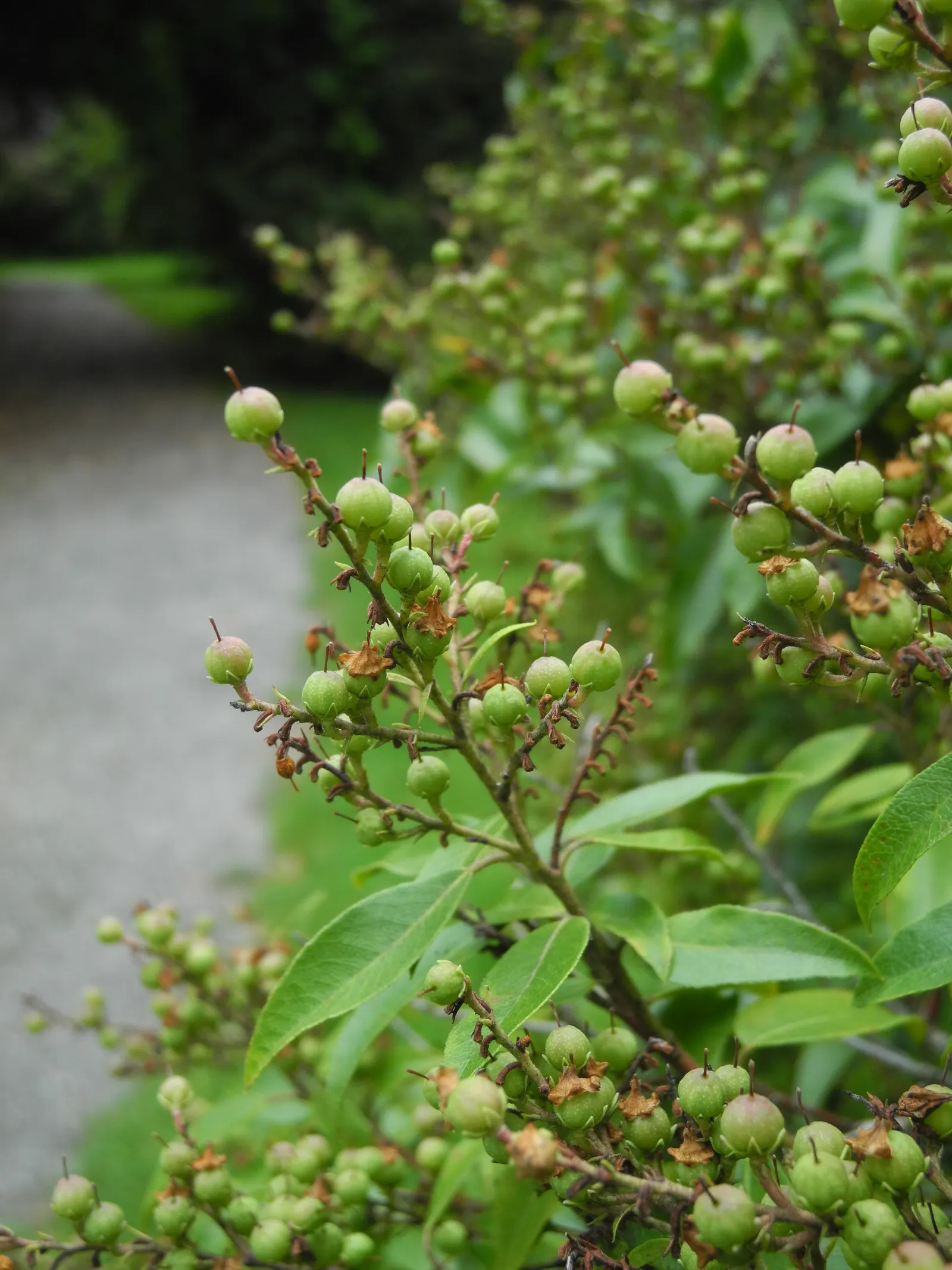 Lily Of The Valley Bush (Pieris Floribunda) — commonly known as Lily of the Valley Bush