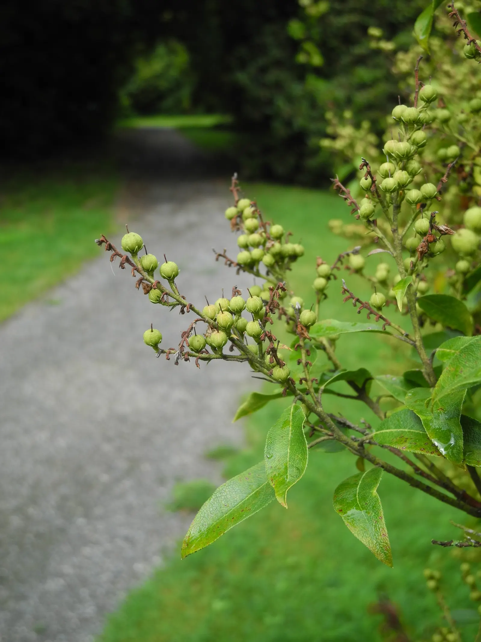 Lily Of The Valley Bush (Pieris Floribunda) — commonly known as the Lily of the Valley Bush
