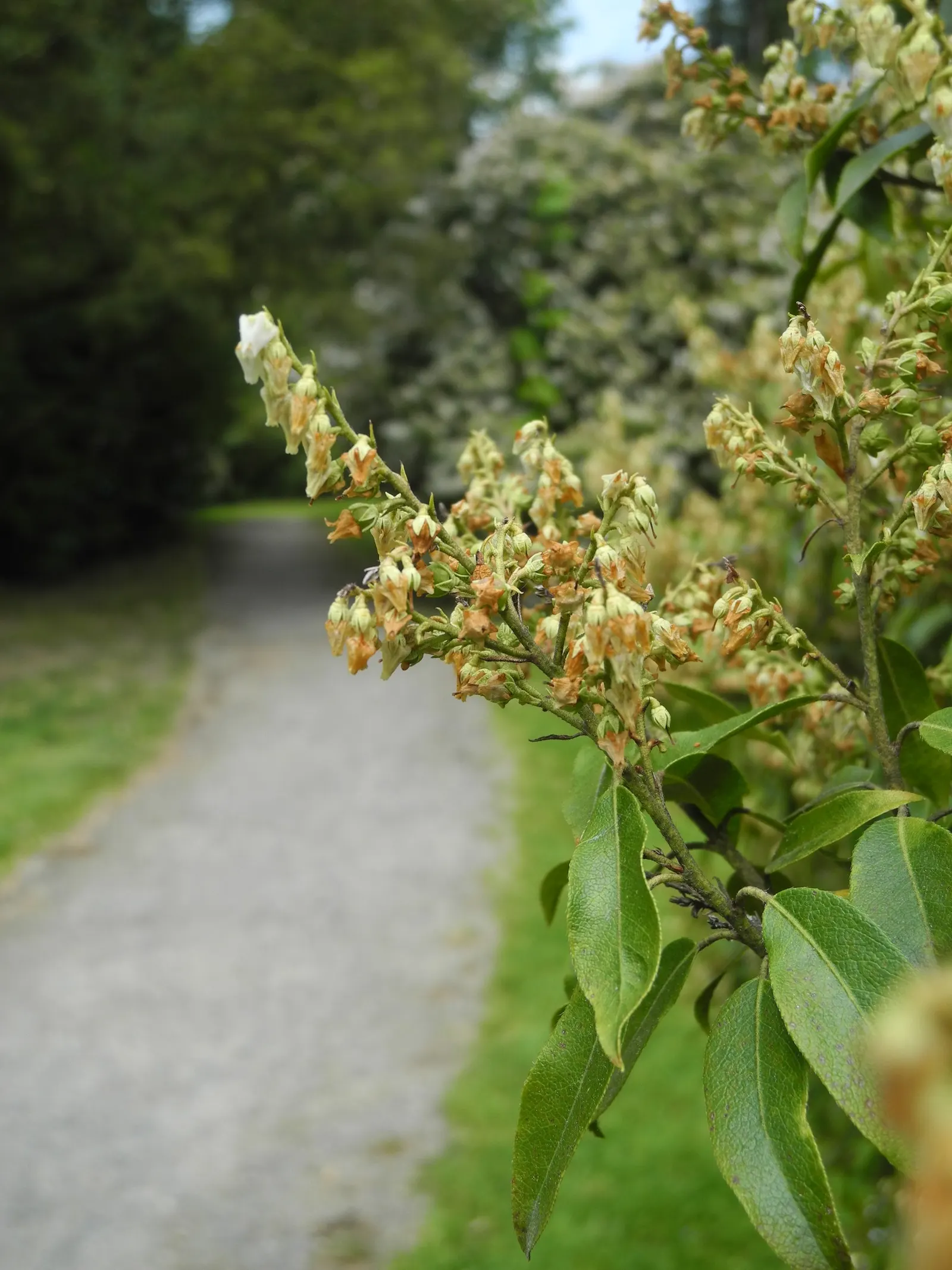 Lily Of The Valley Bush (Pieris Floribunda) — Zone 5-8 hardiness ensures resilience in various climates