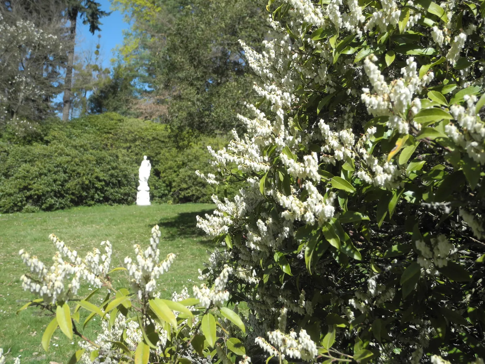 Lily Of The Valley Bush (Pieris Floribunda) — the Pieris floribunda boasts a naturally rounded shape with dense branching